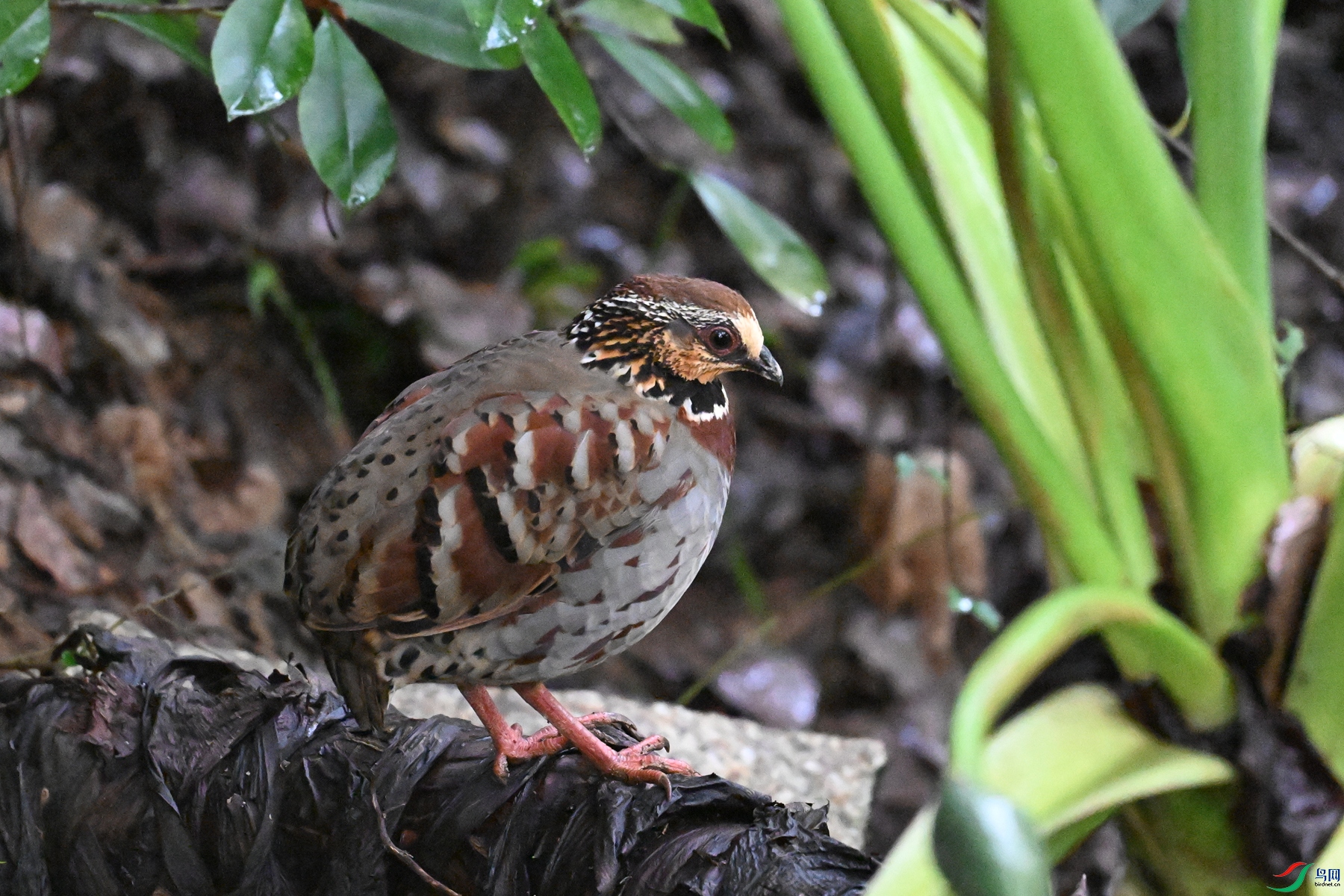 DSC_3616.JPG