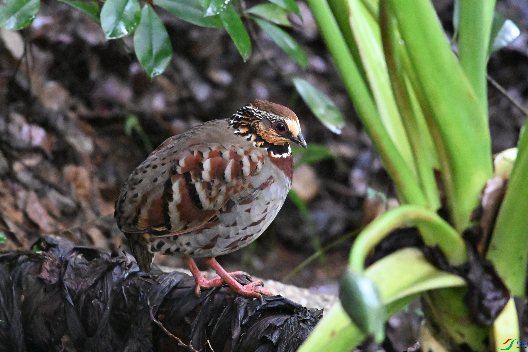 DSC_3634.JPG