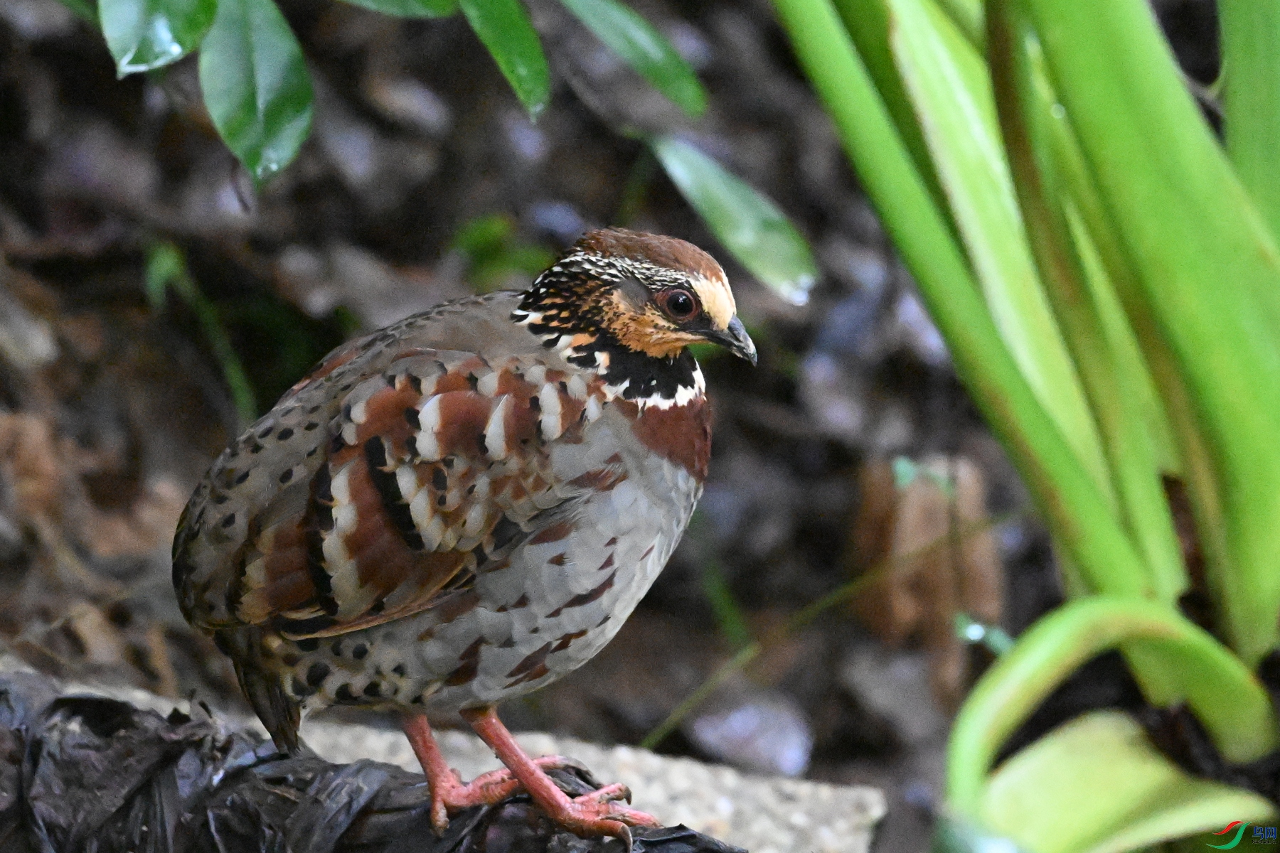 DSC_3577.JPG