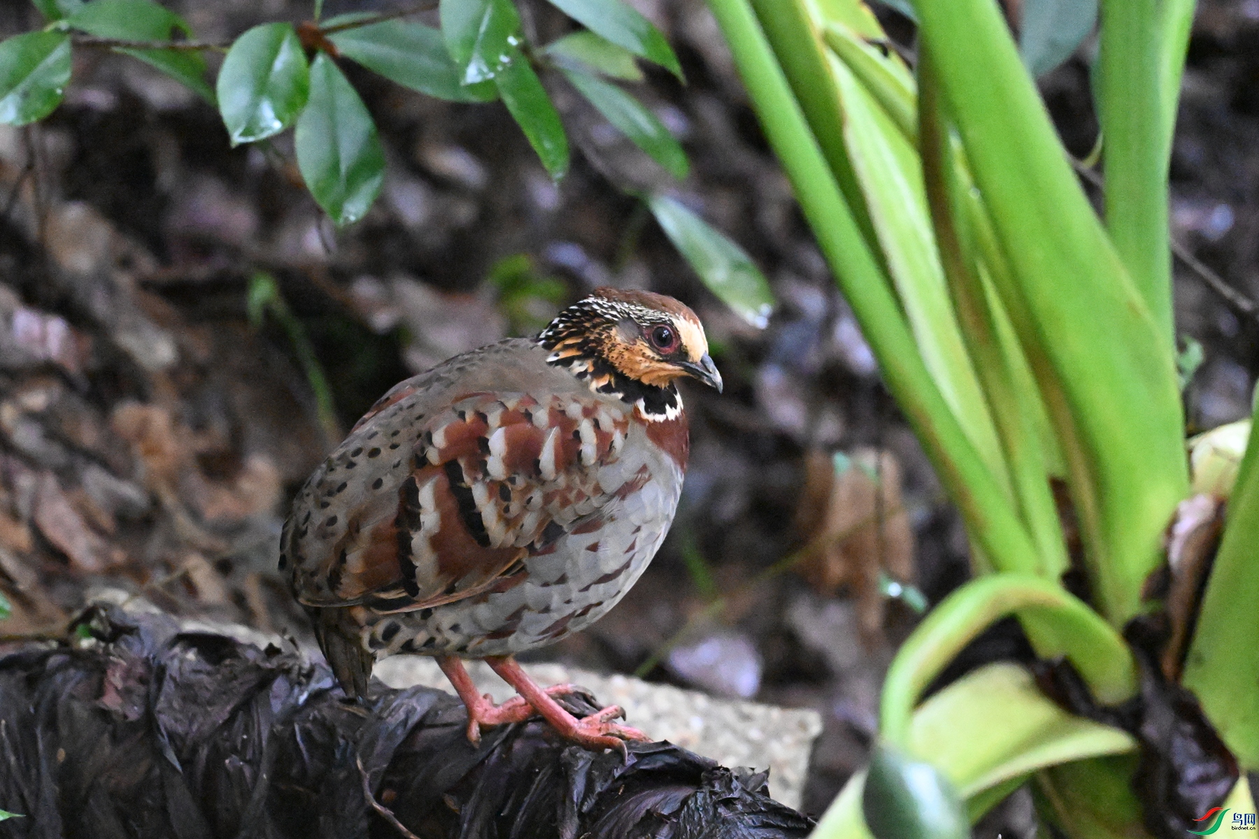 DSC_3618.JPG