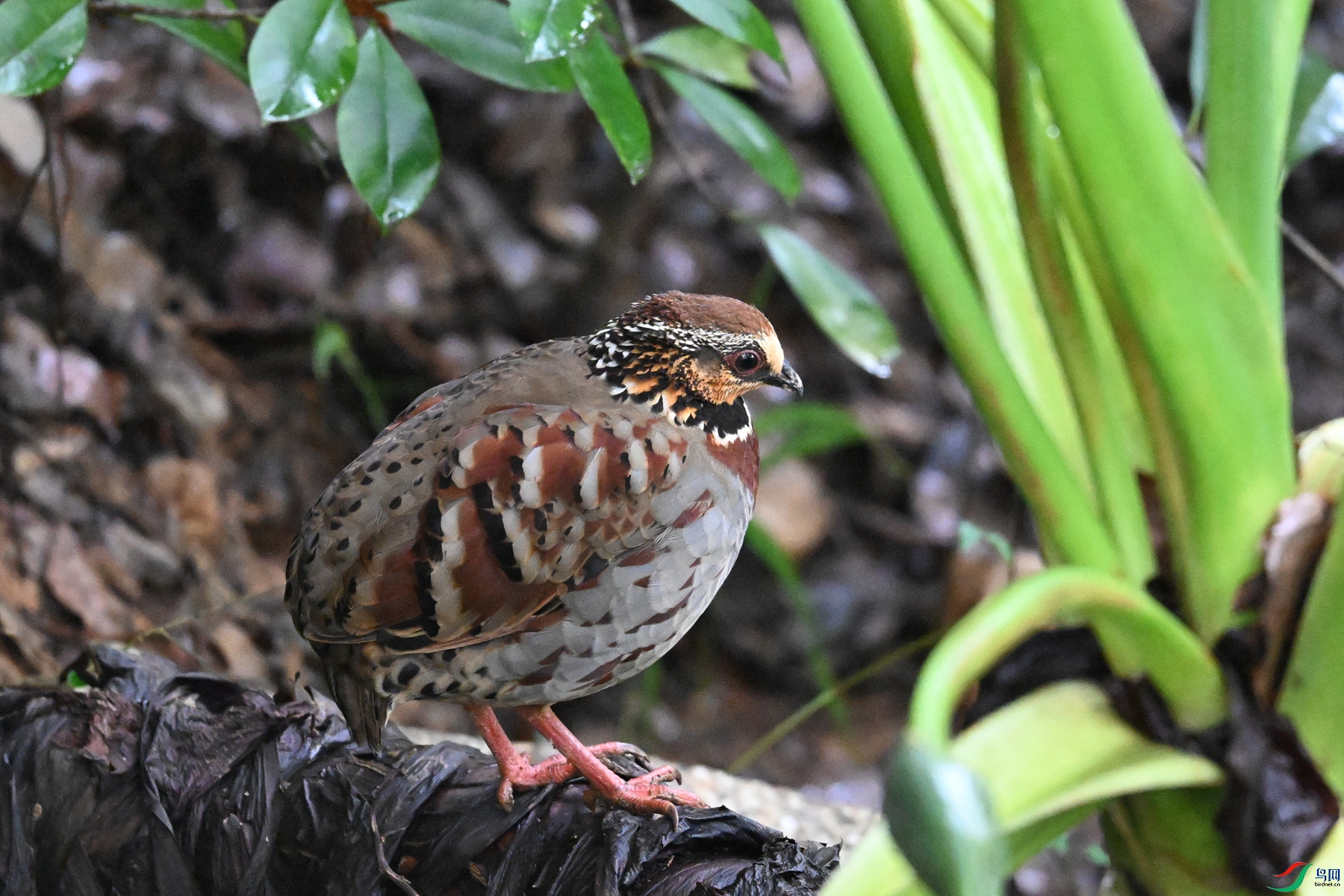 DSC_3637.JPG