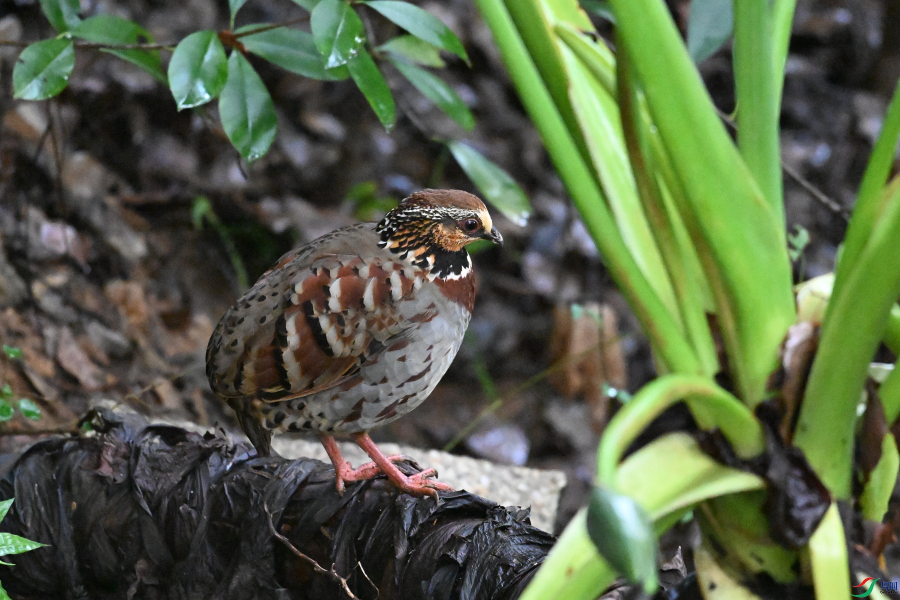 DSC_3580.JPG