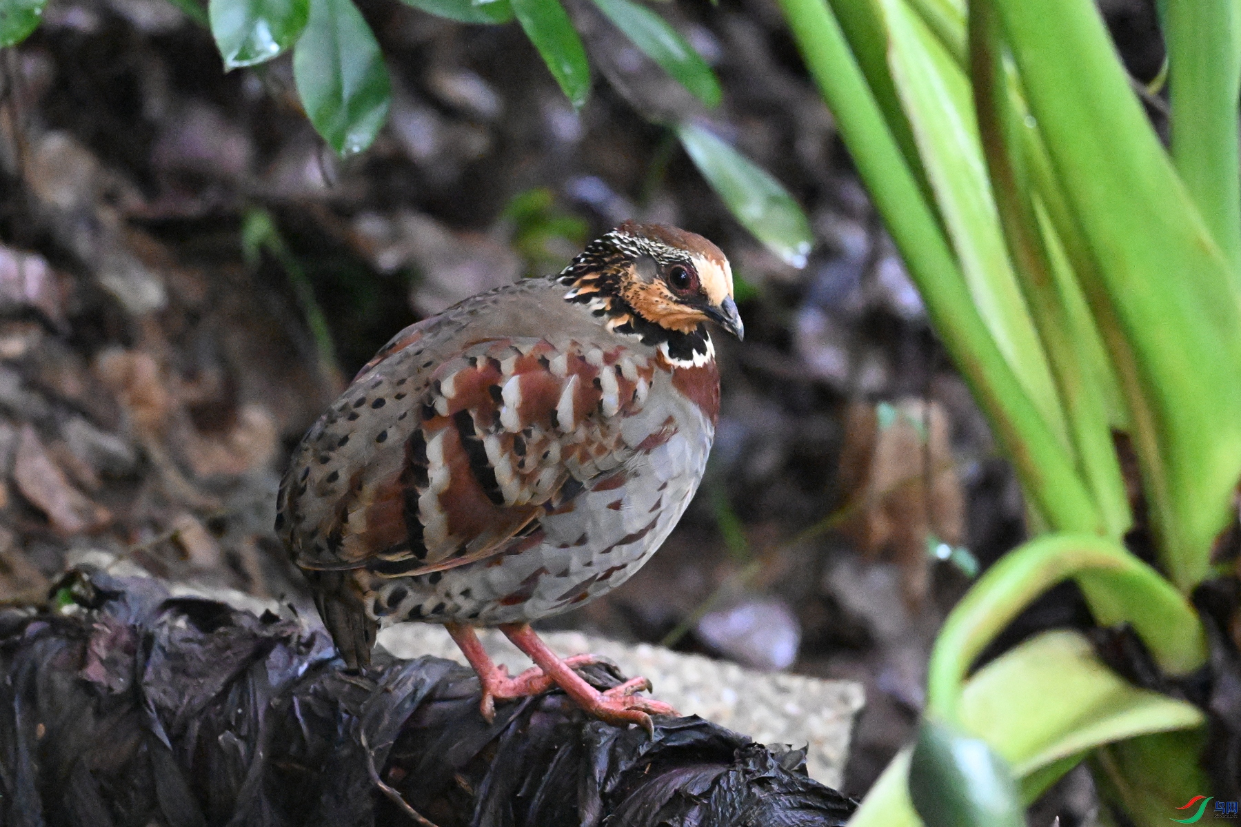 DSC_3621.JPG