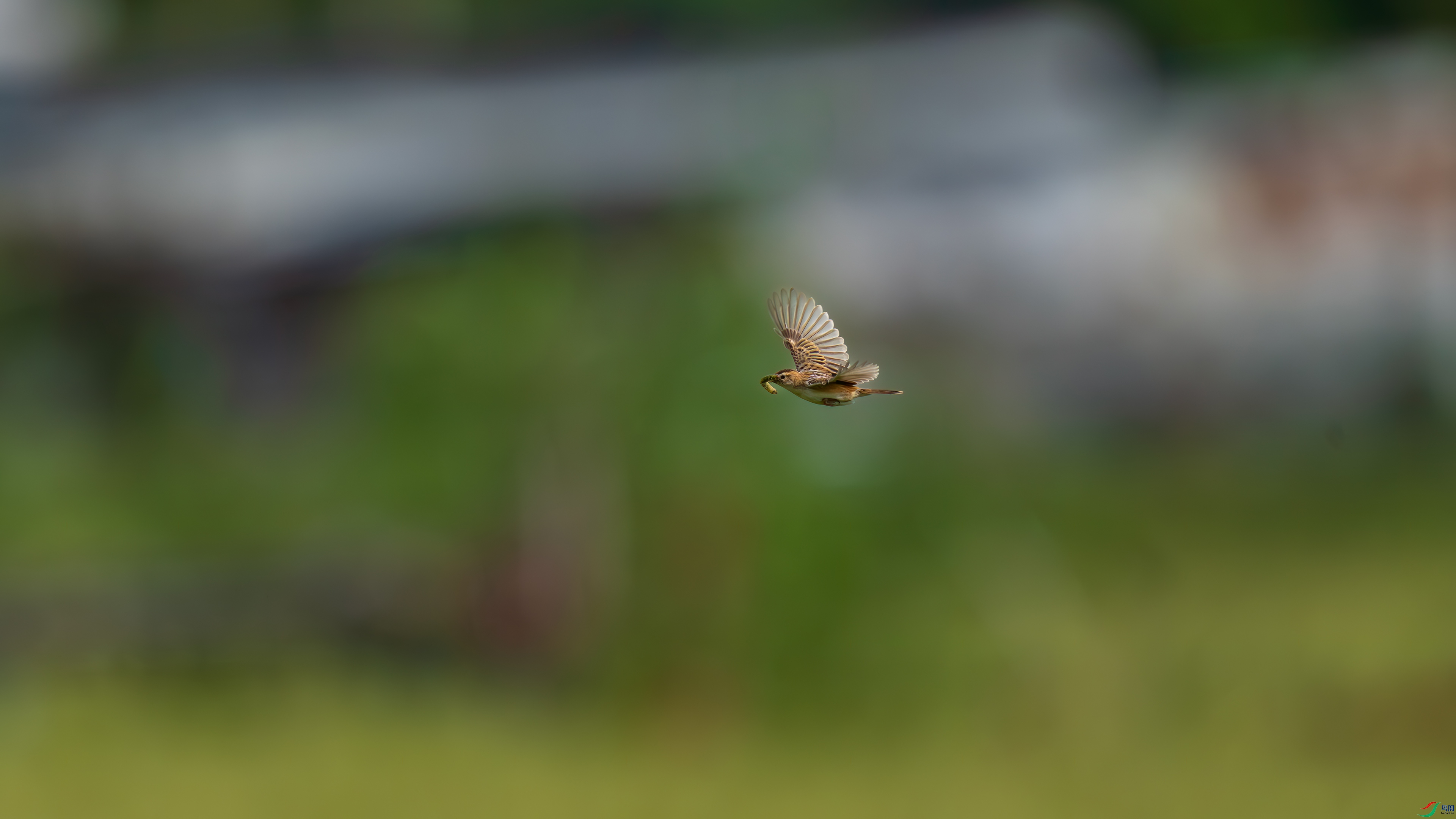 DSC_1069.jpg