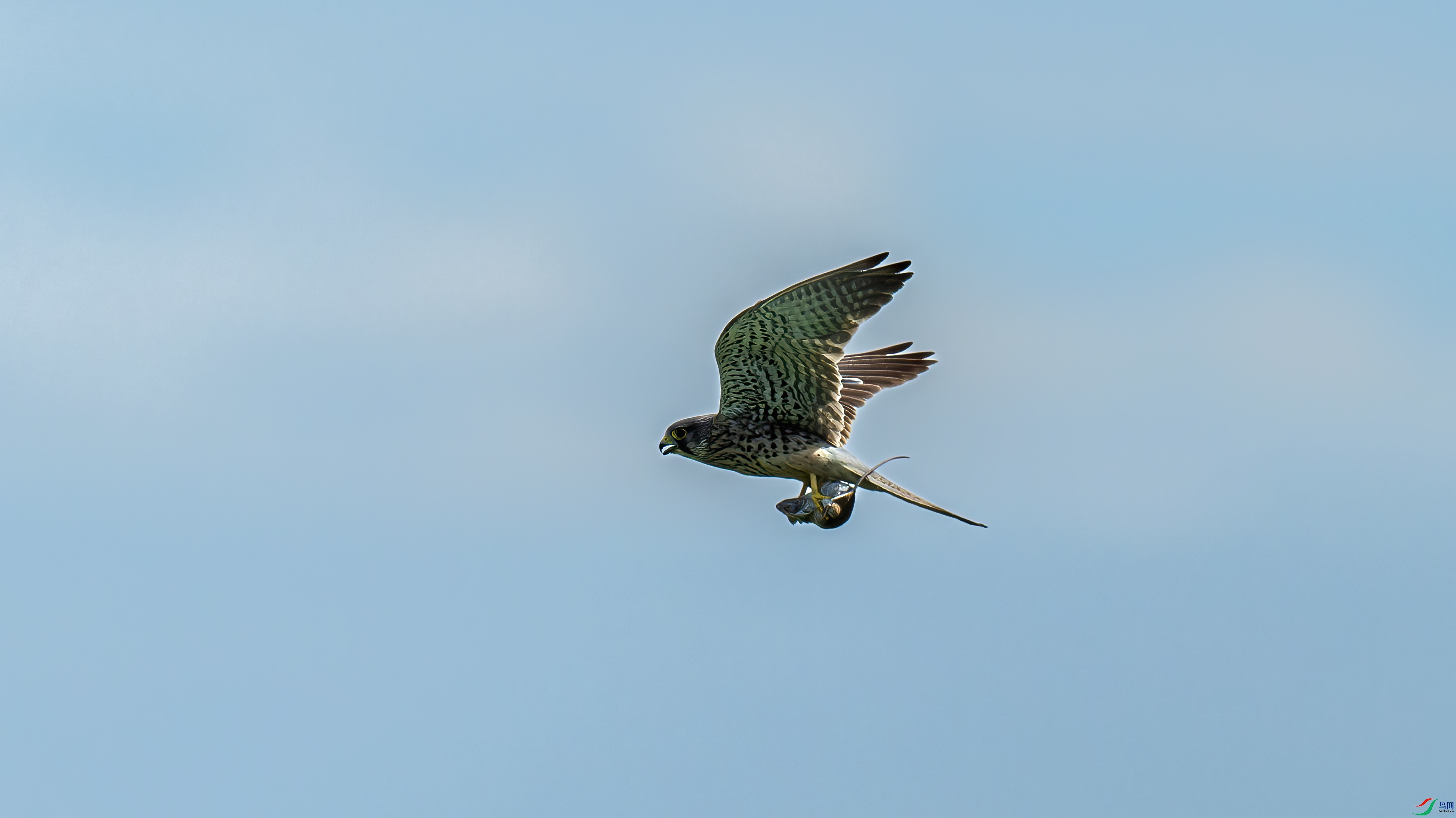 DSC_1374-NEF_DxO_DeepPRIMEXD-1.jpg