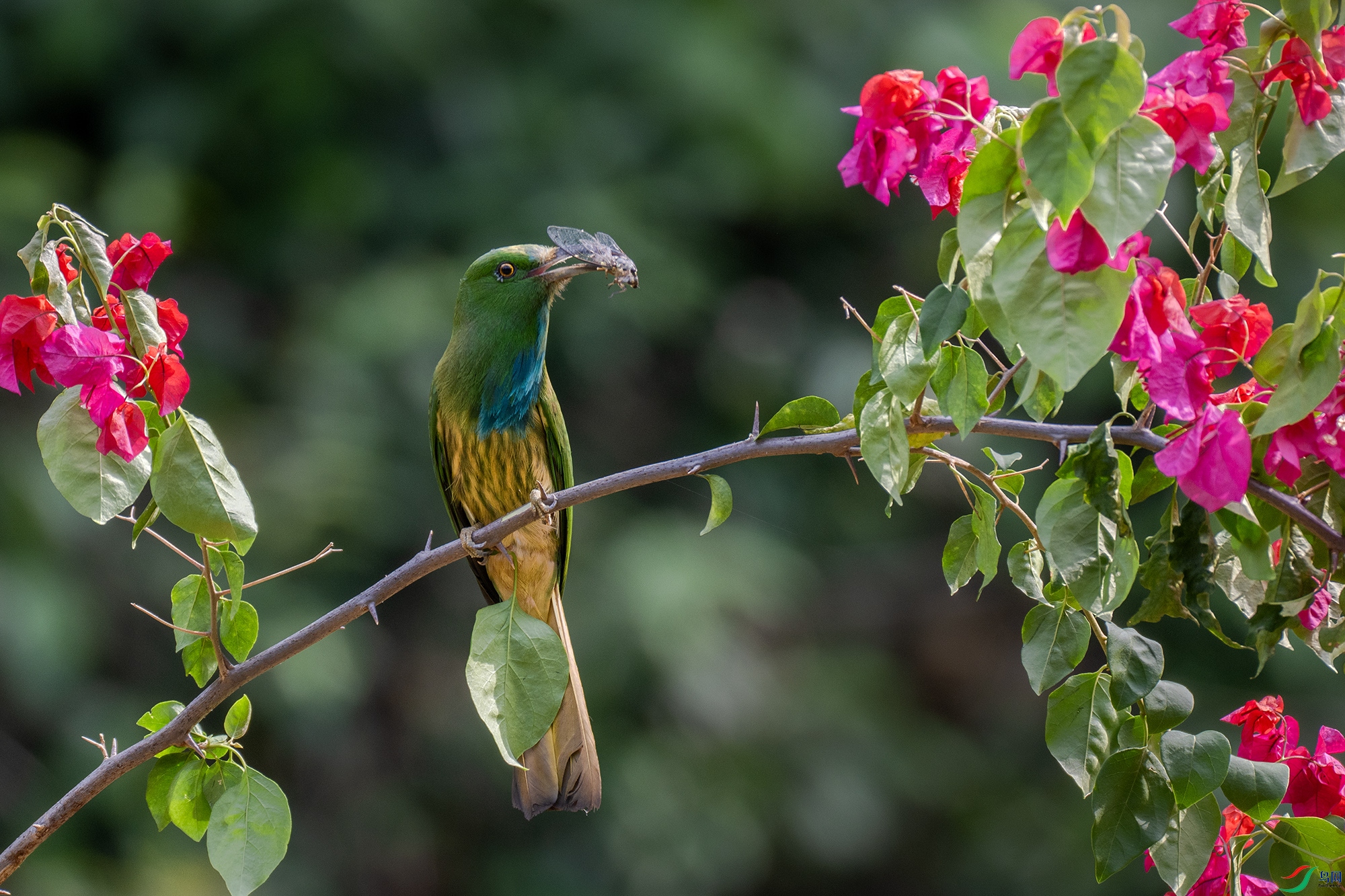 DSC_9388-1.jpg