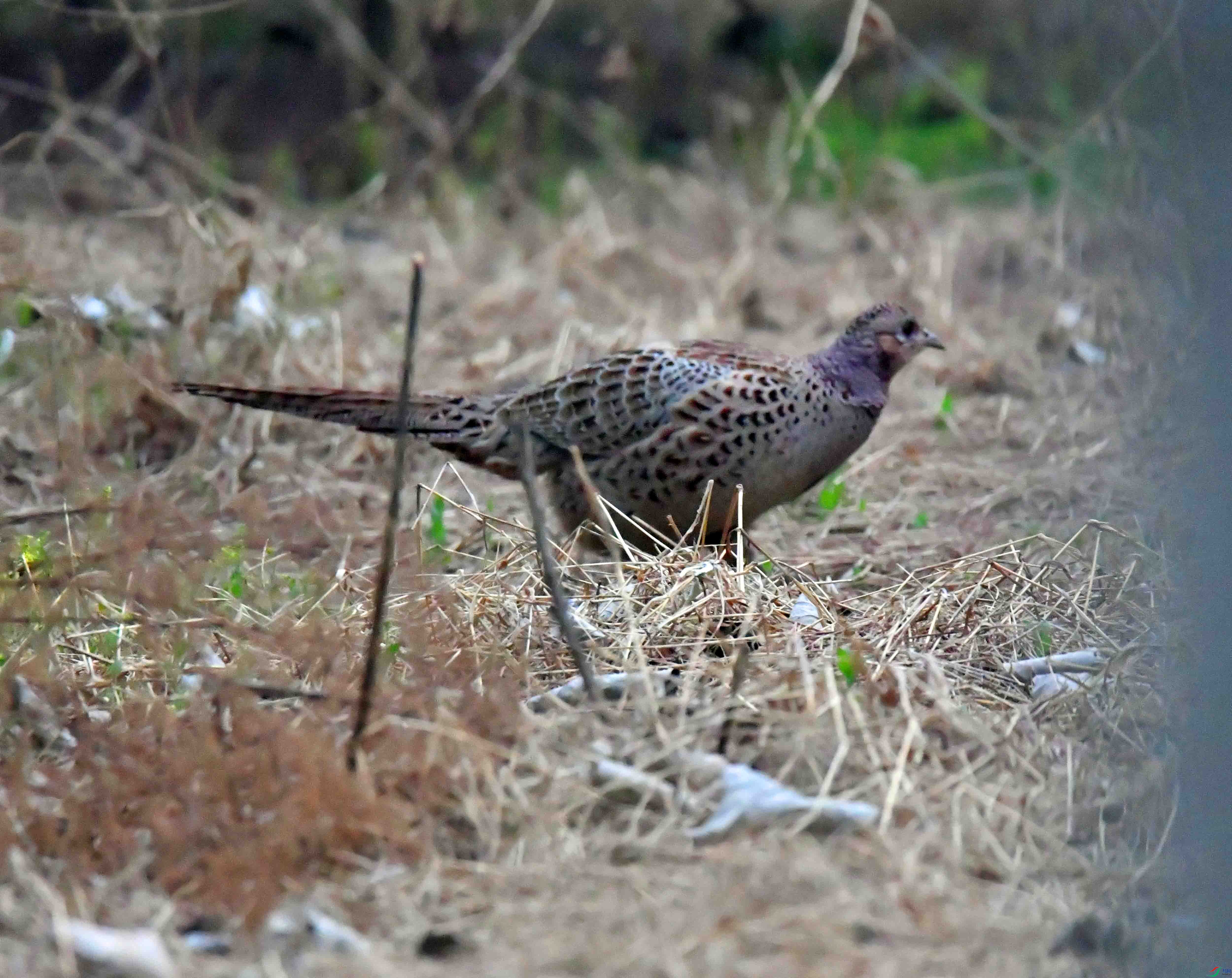 DSC_1557.JPG