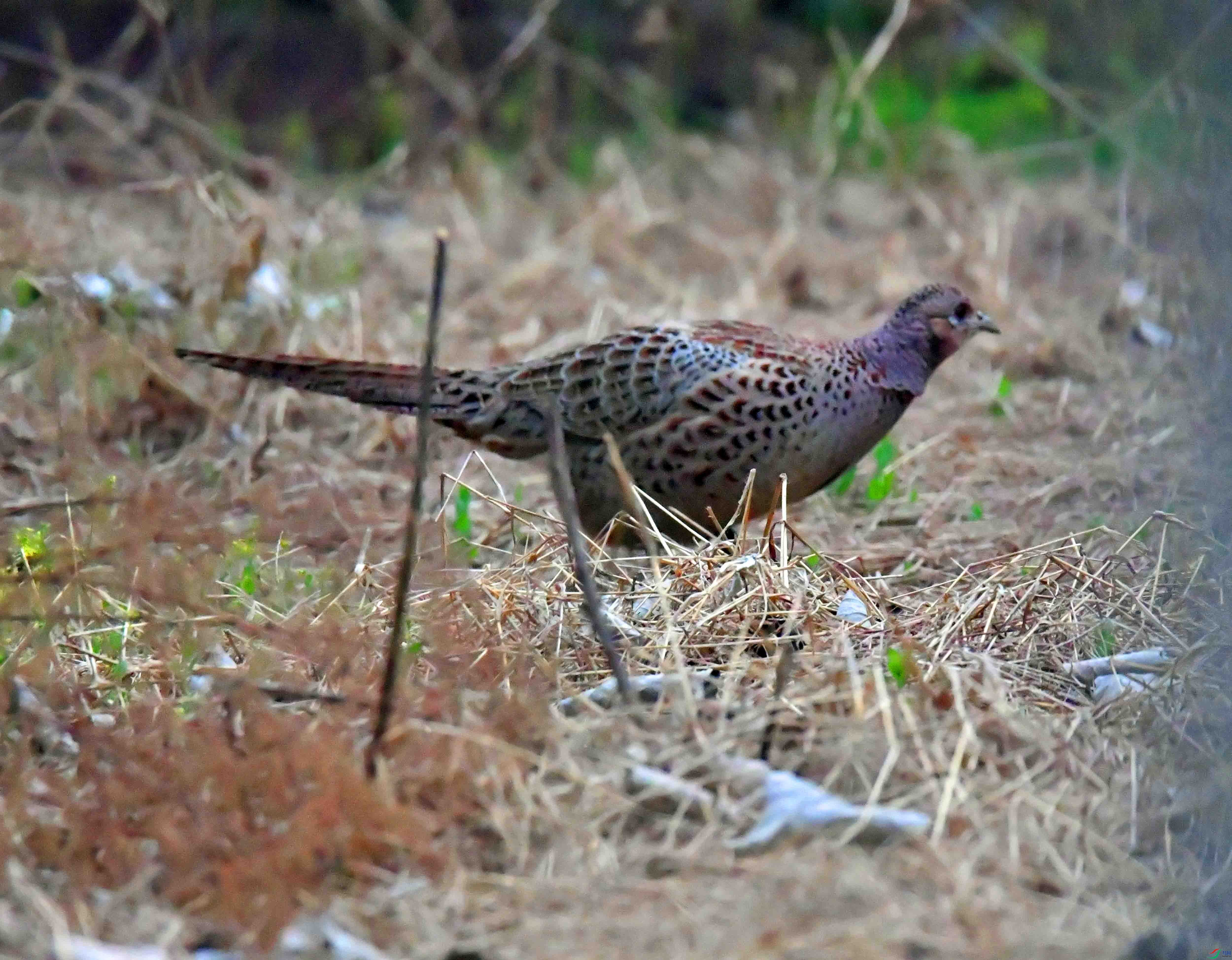 DSC_1556.JPG