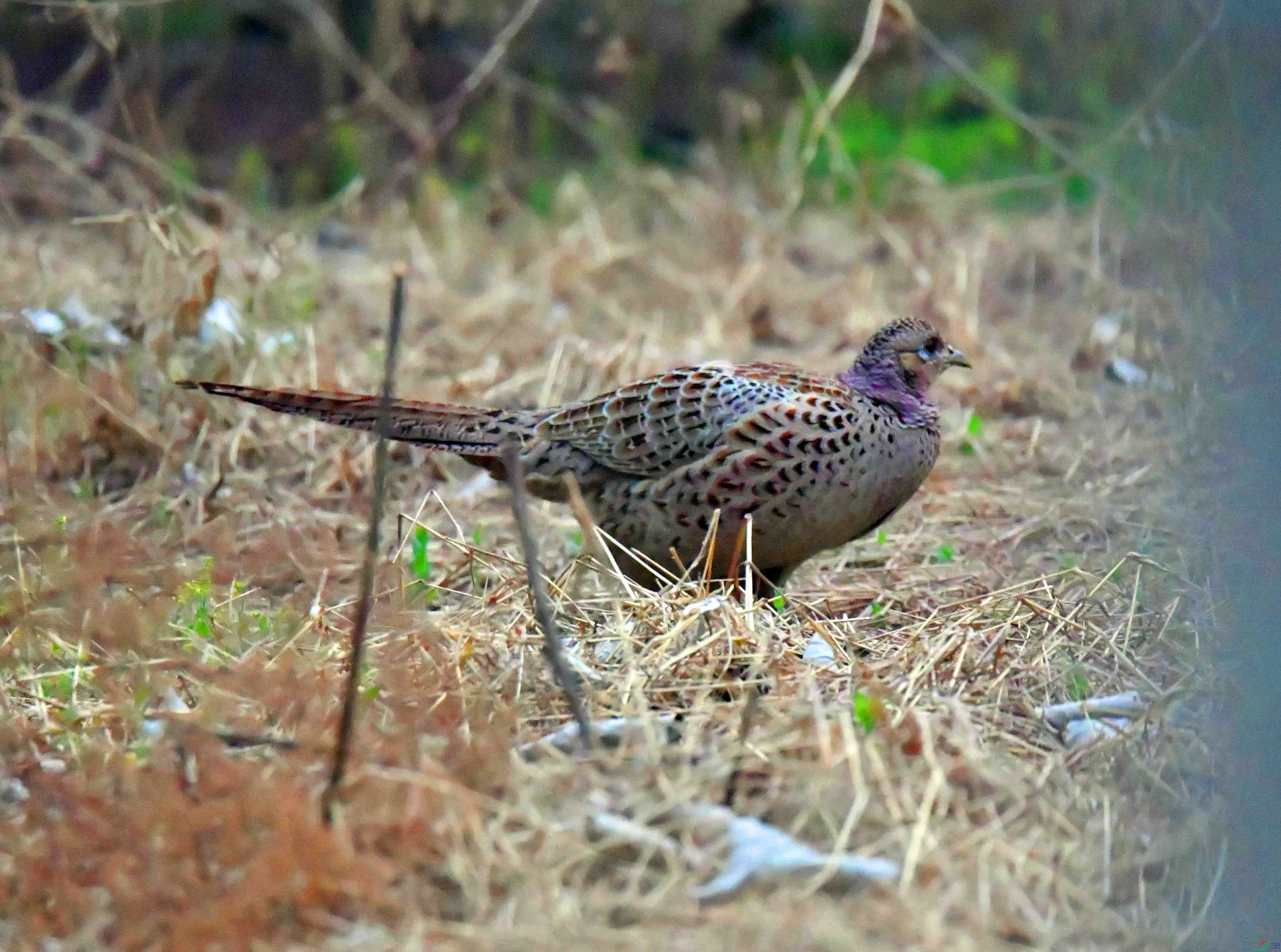 DSC_1558.JPG