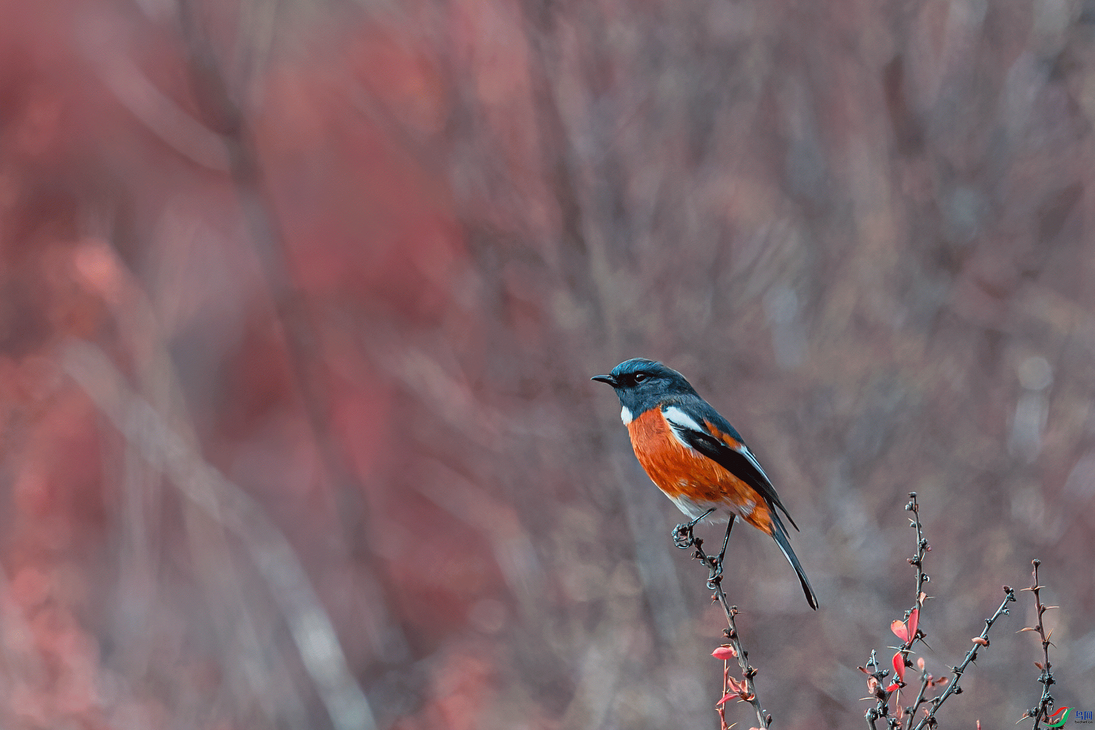 _DSC9466-1.gif
