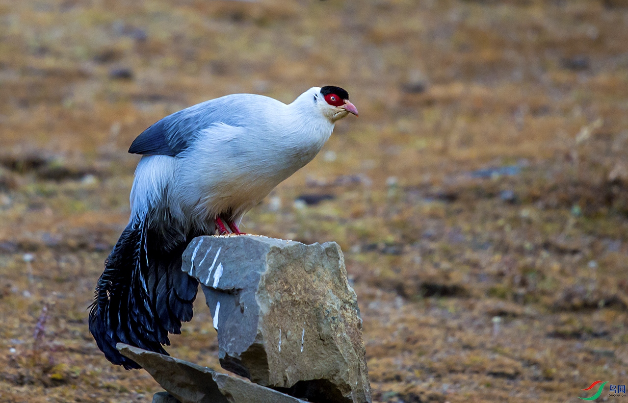 _DSC9164.jpg
