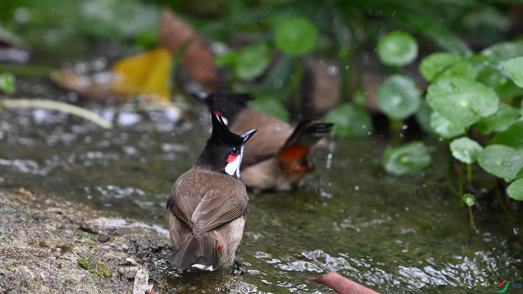 DSC_3550_����.jpg