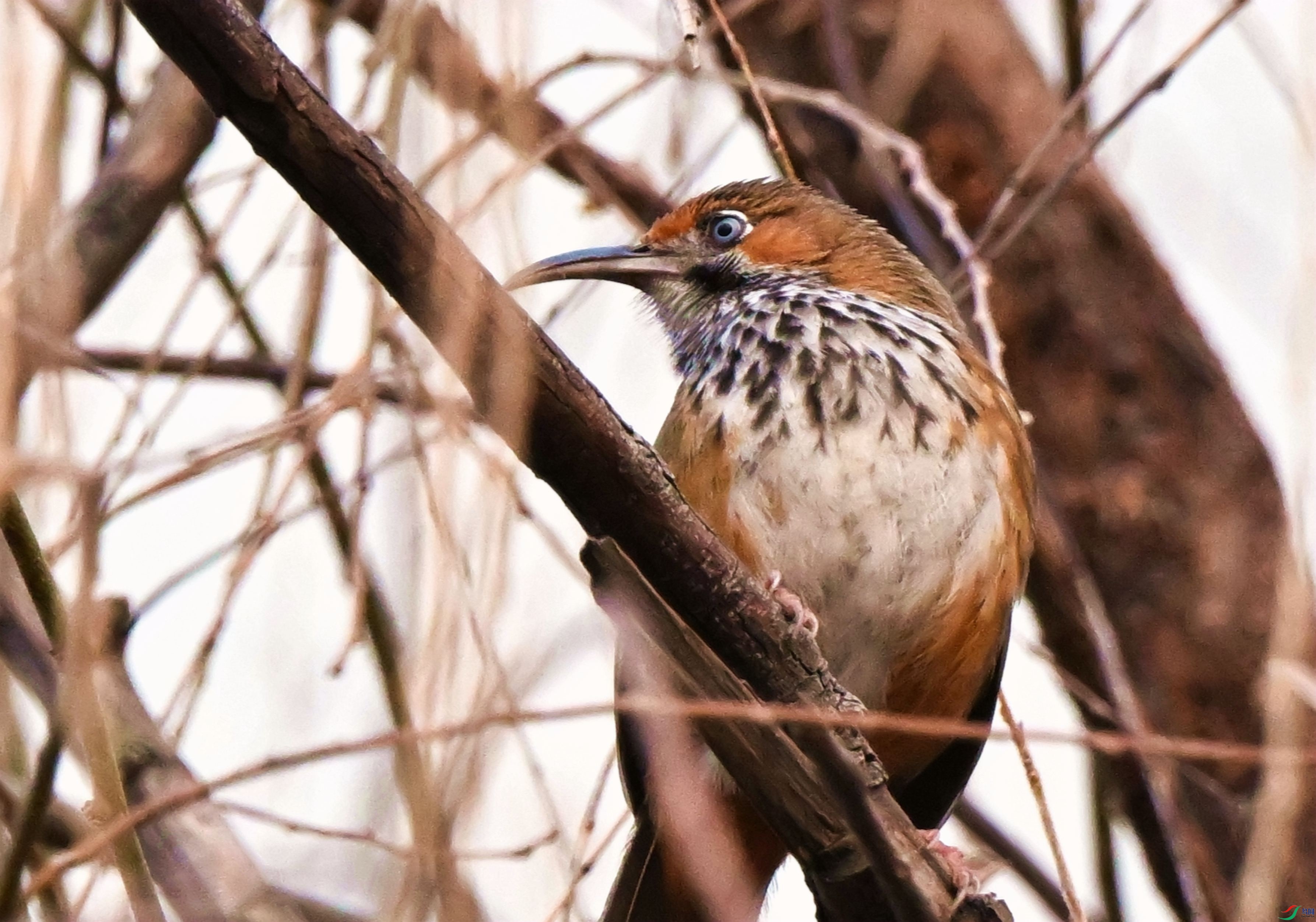 DSC_0001.JPG