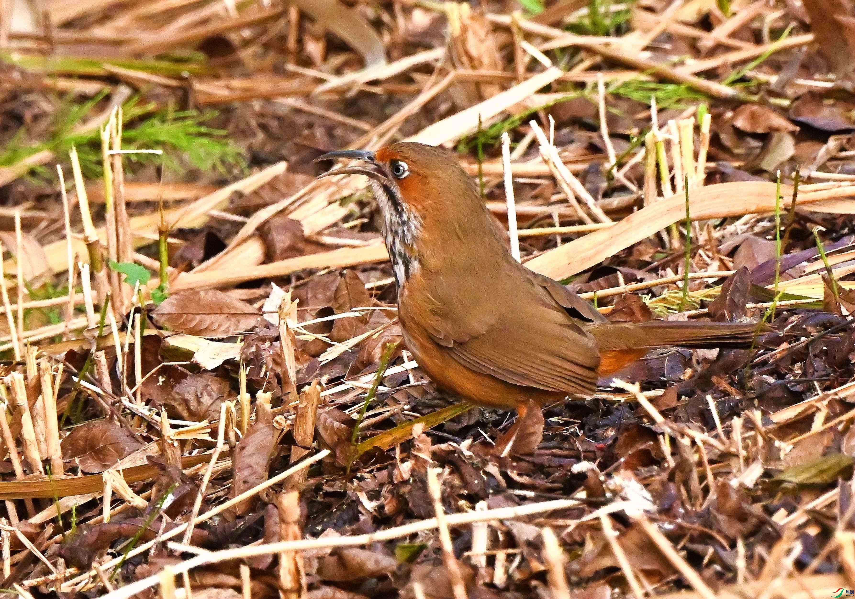 DSC_0832.JPG