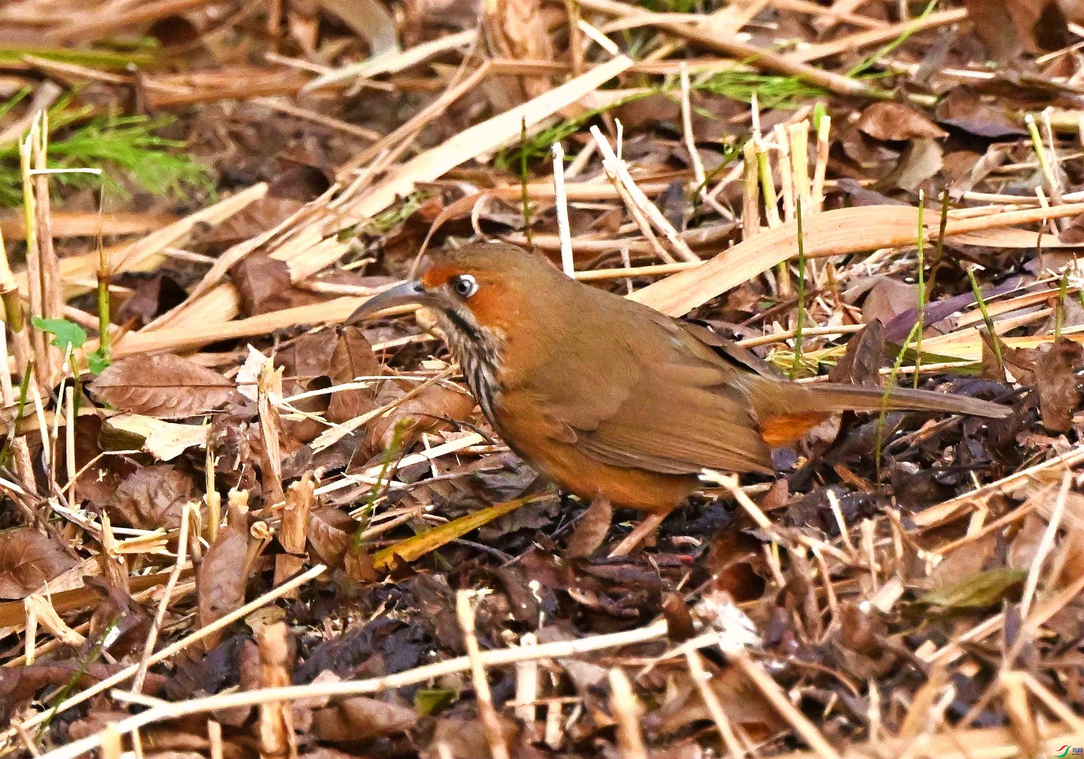 DSC_0732.JPG