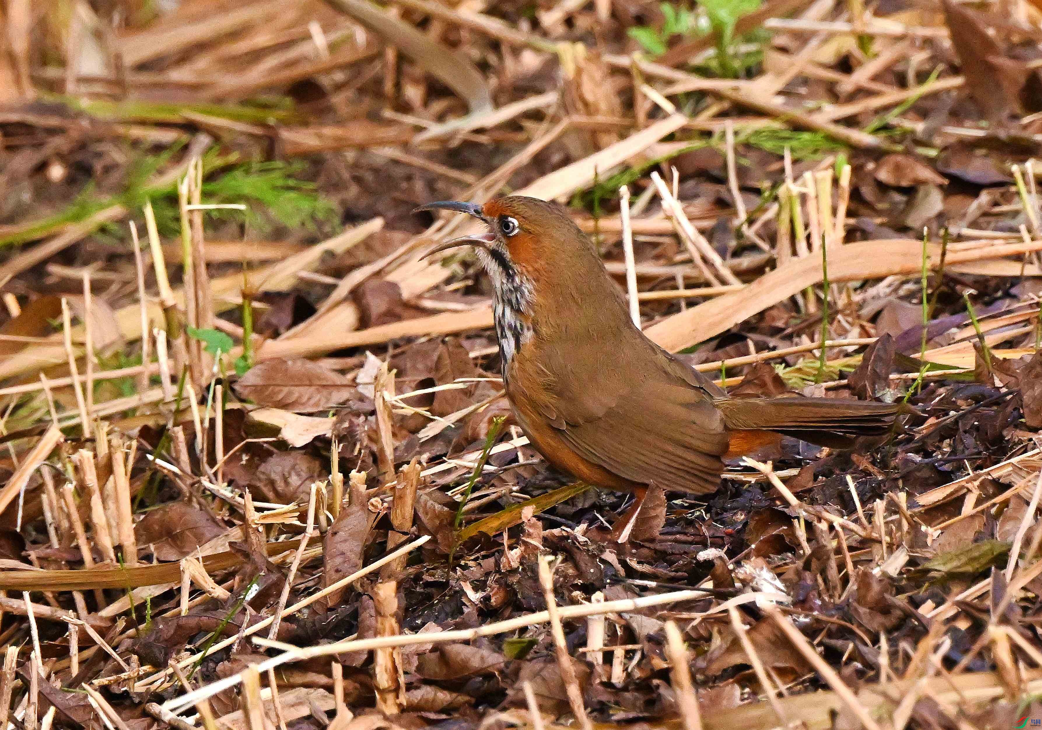 DSC_0834.JPG