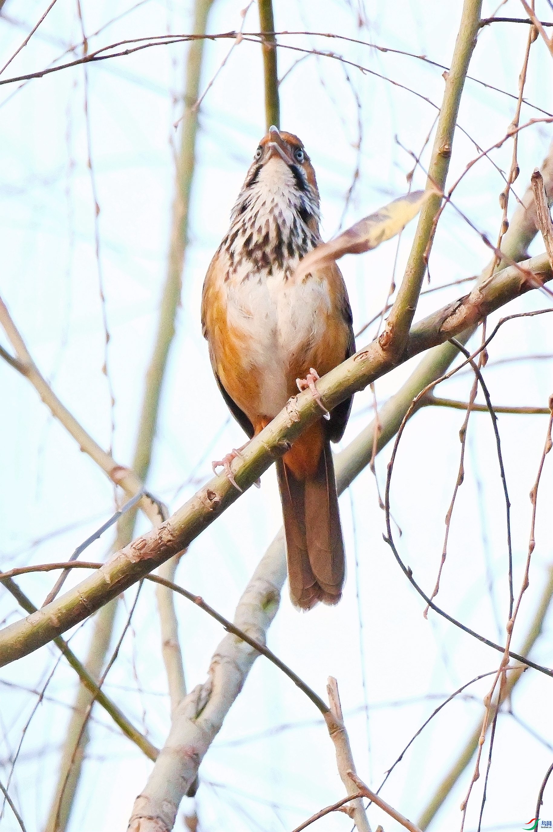 DSC_1694.JPG