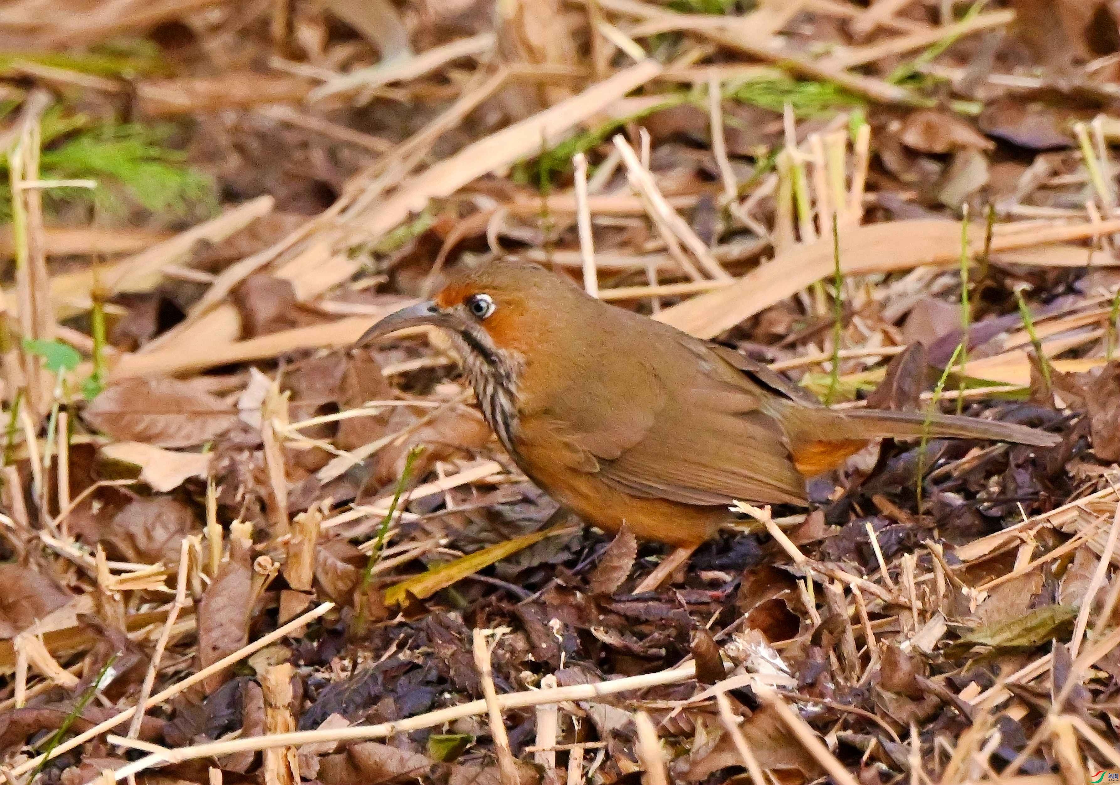 DSC_0728.JPG