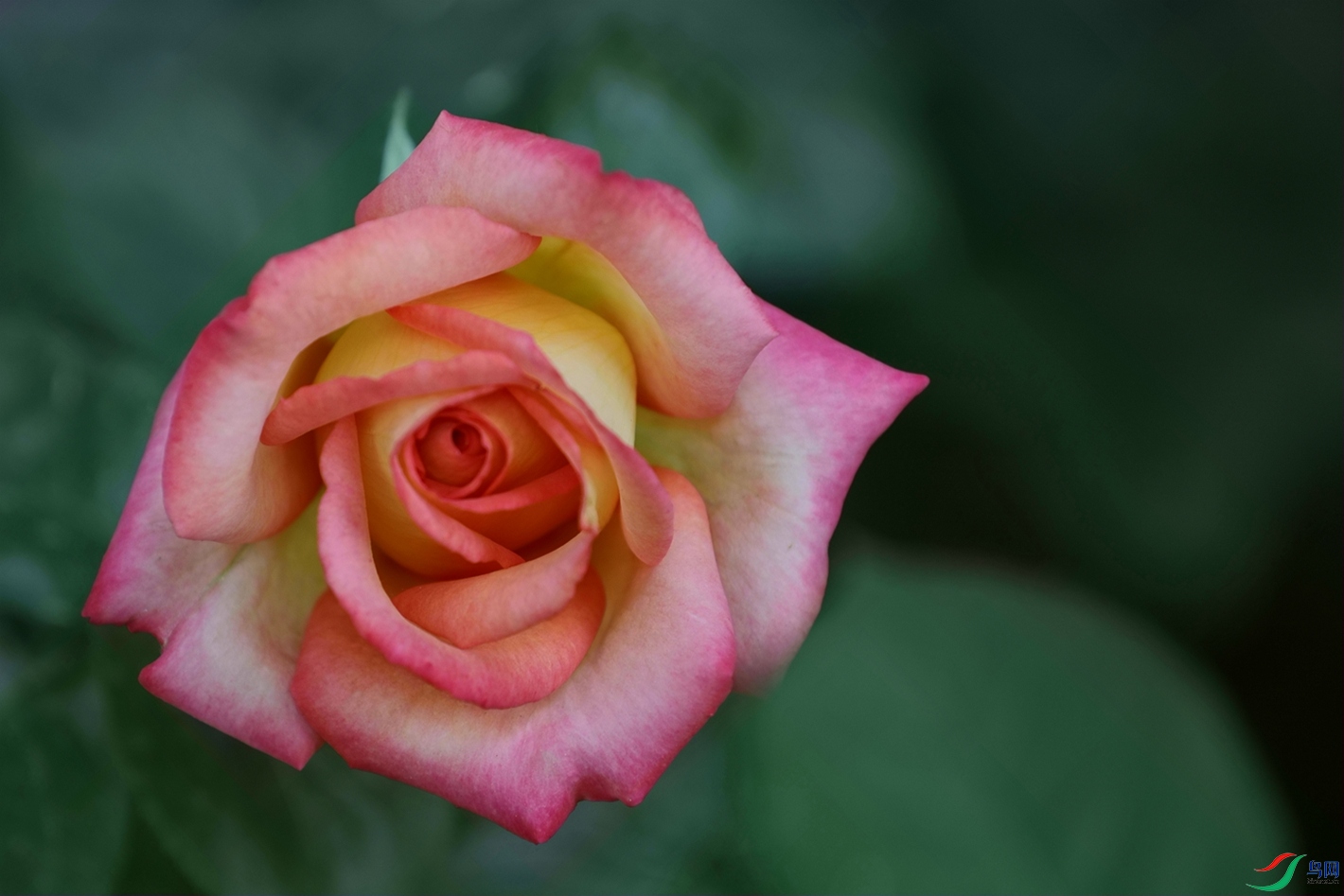 3X7A7984.JPG
