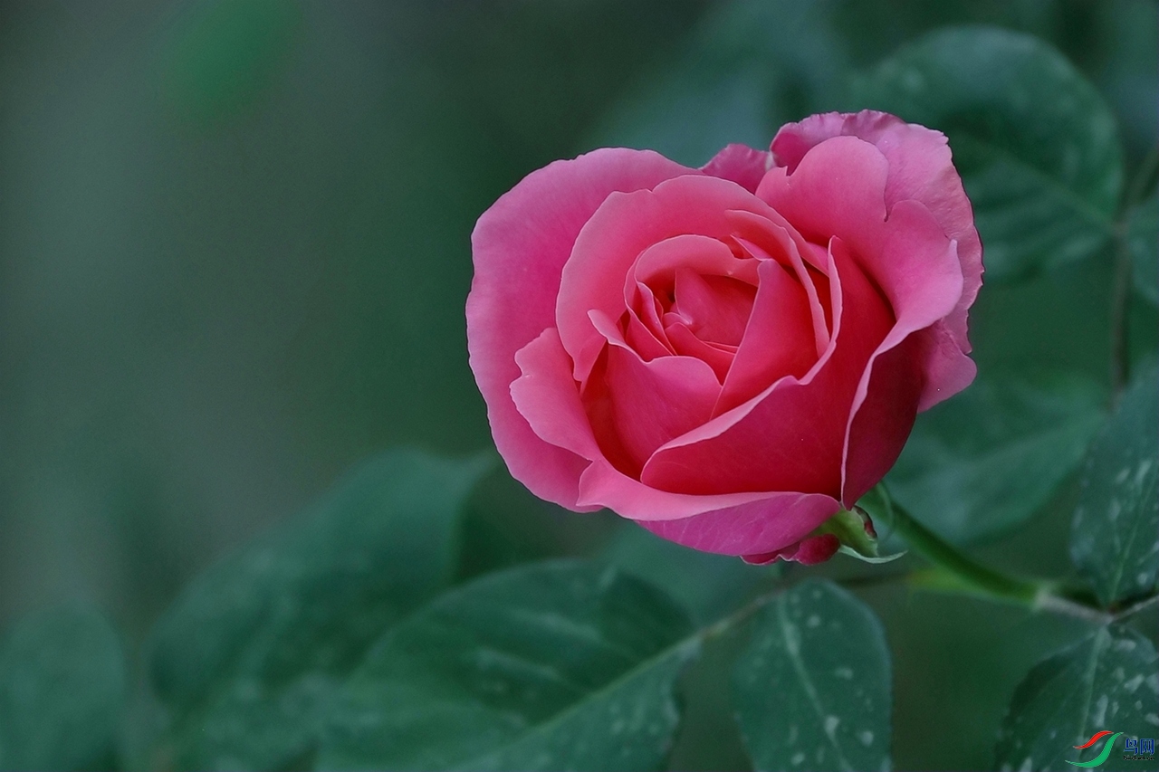 3X7A7987.JPG