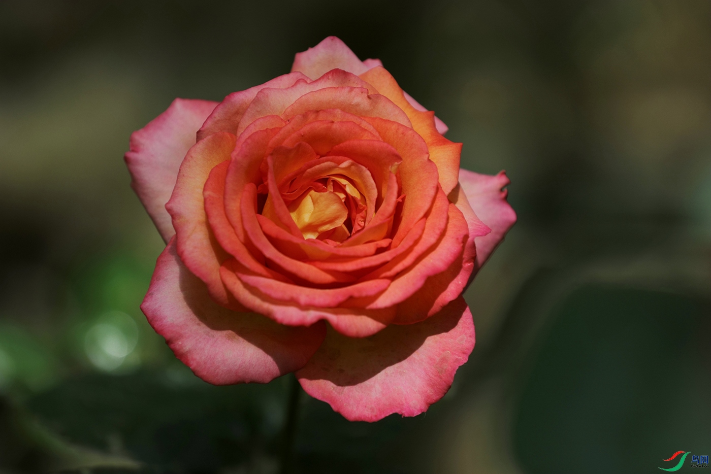 3X7A8038.JPG