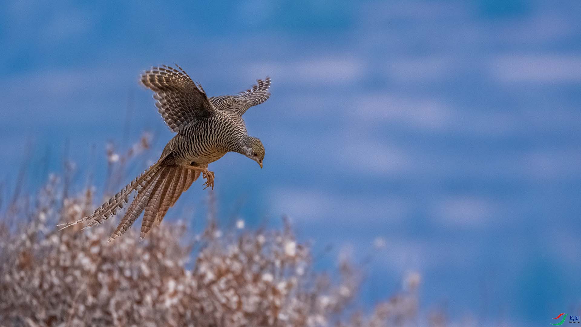�츹����