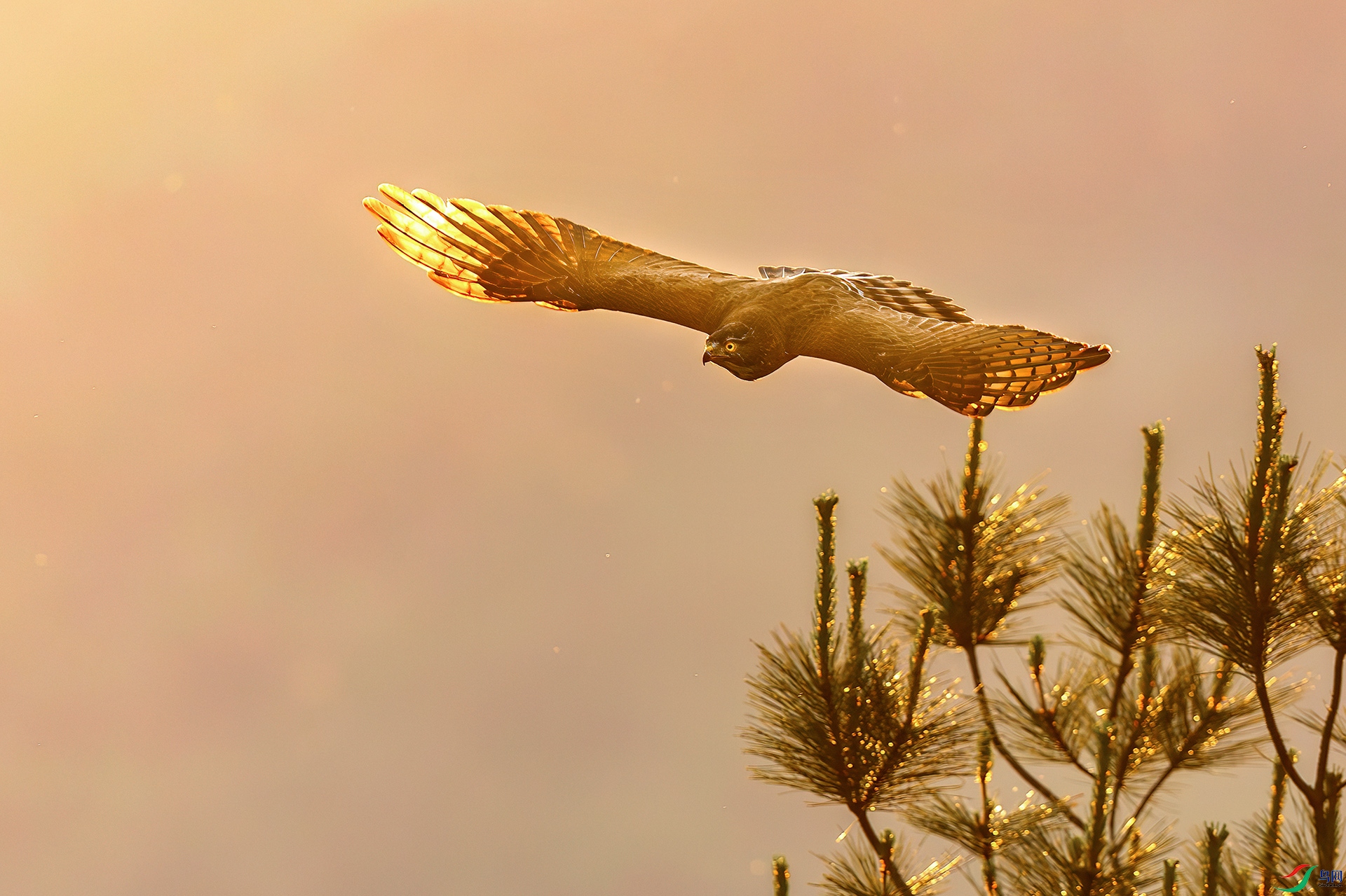 0D1A7050-8.jpg