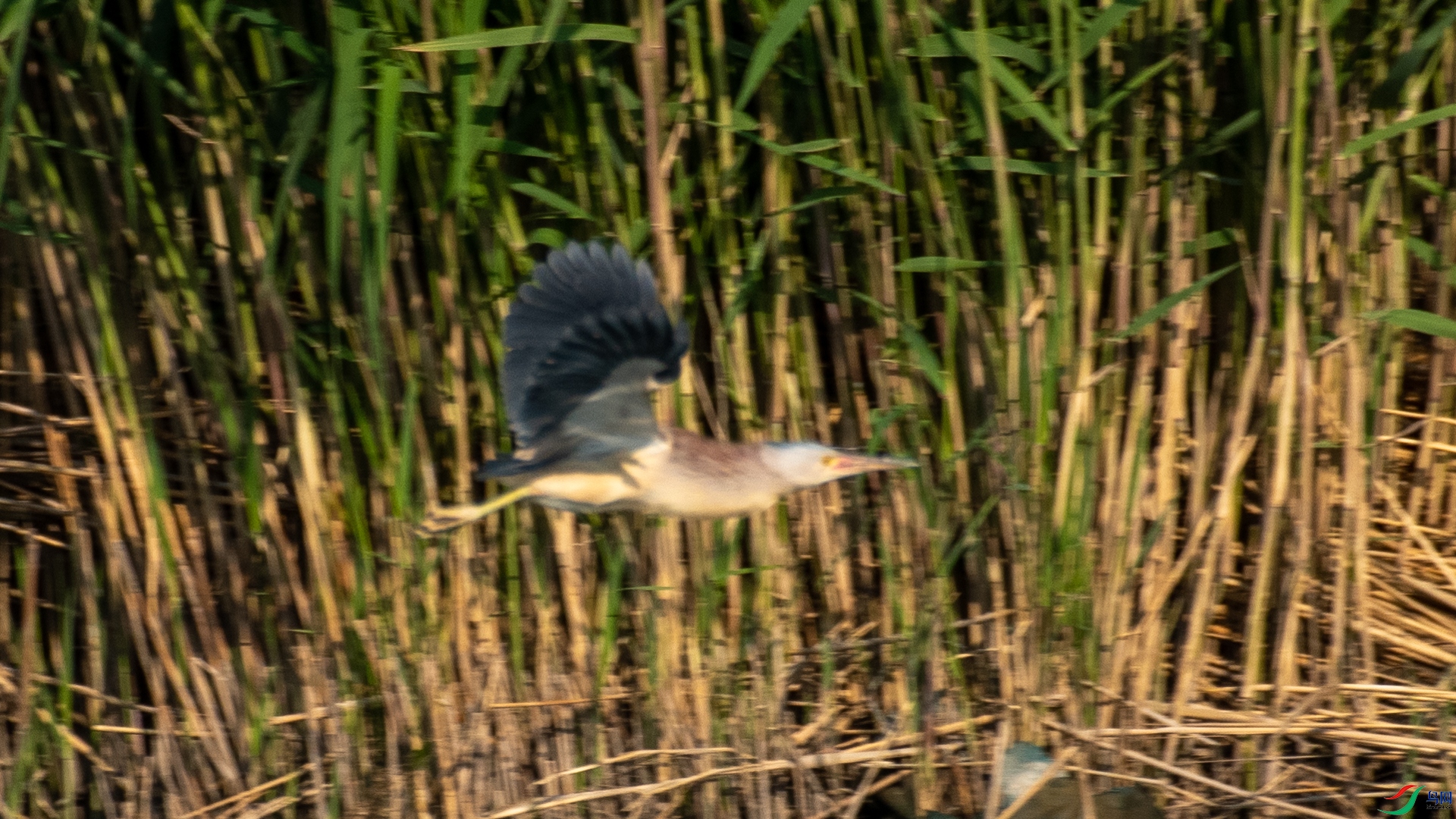 _DSC8678.jpg