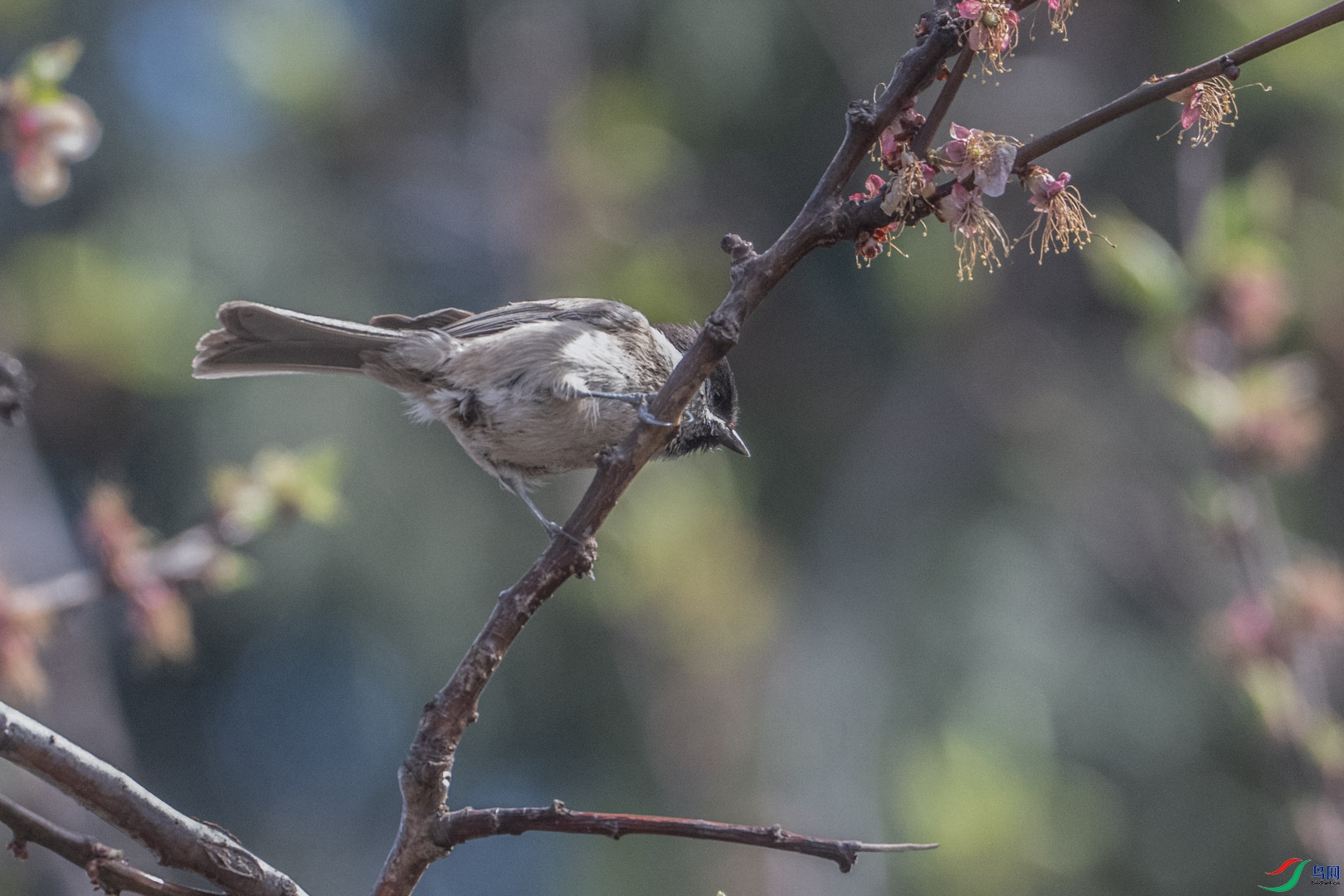 DSC_0966_2.jpg