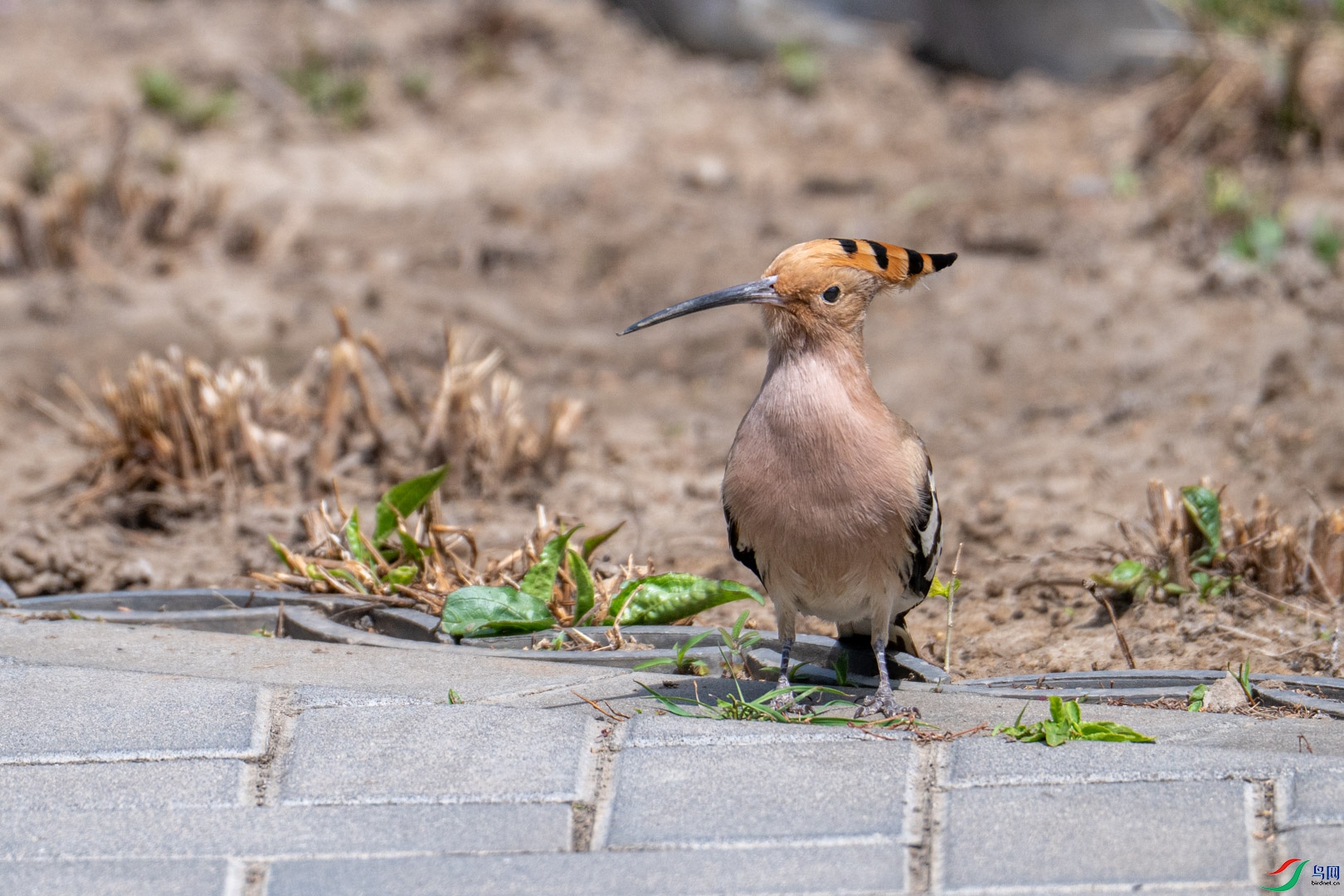 DSC_0721_2.jpg