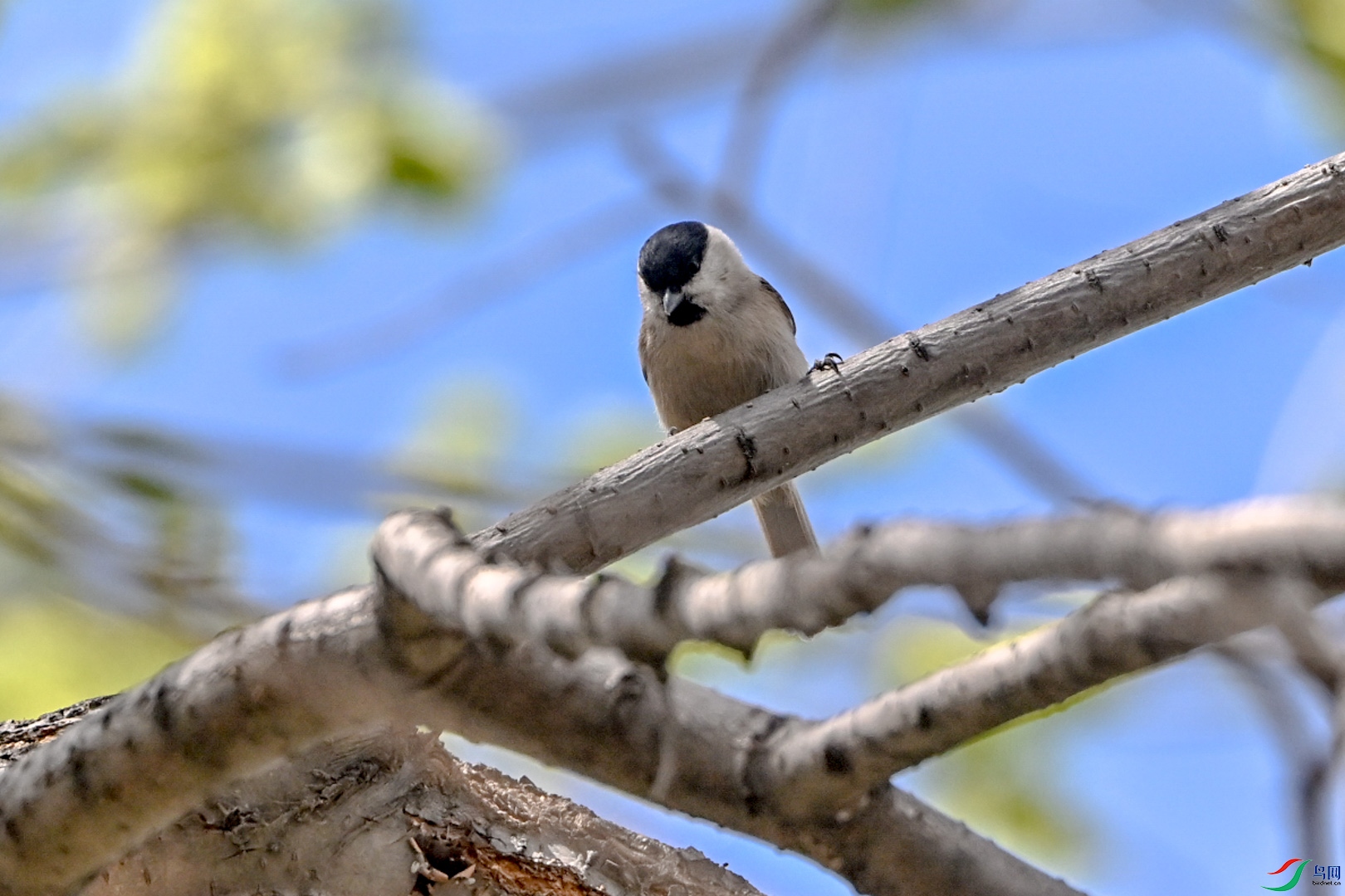 DSC_0770_1.jpg