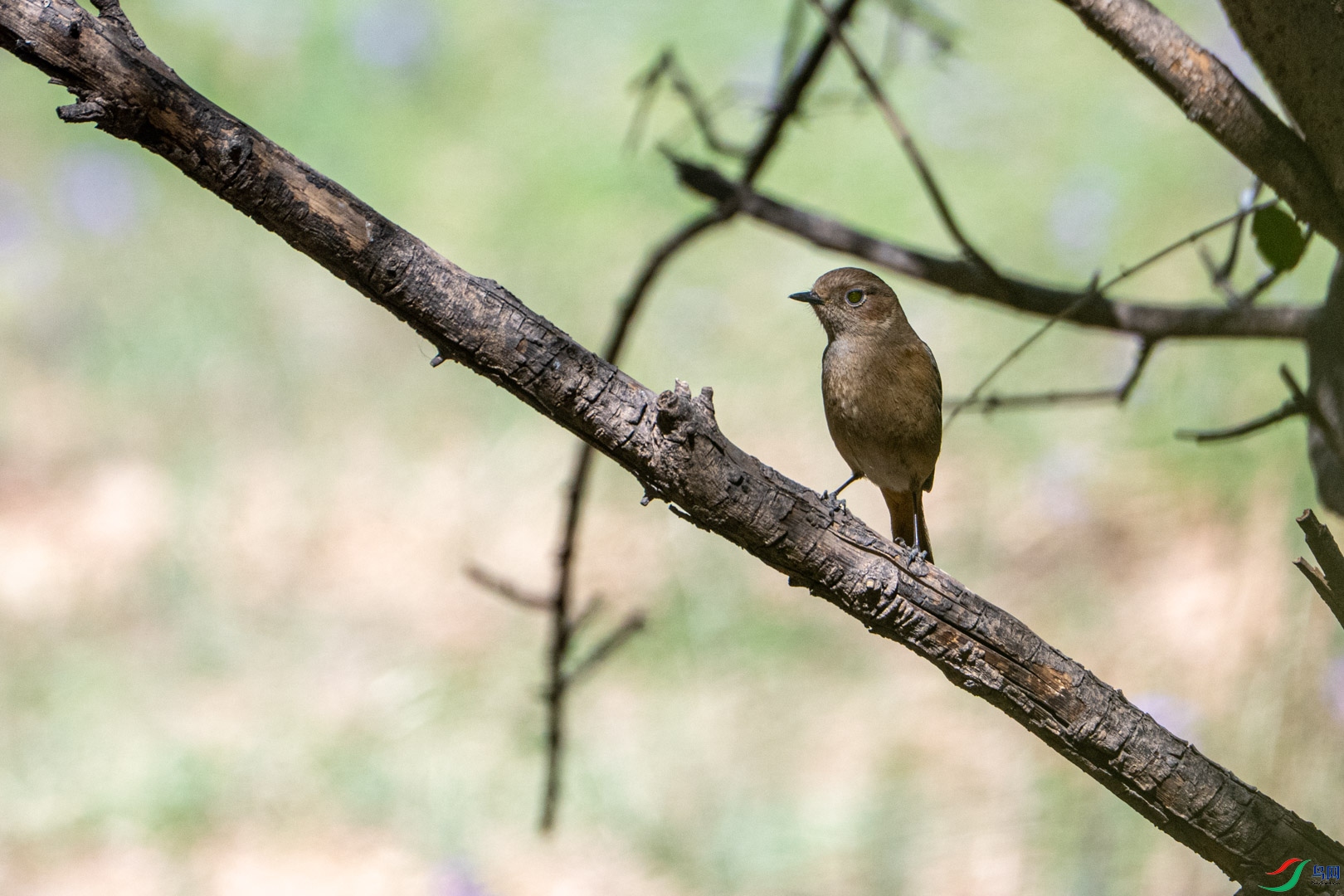 DSC_0828_1.jpg