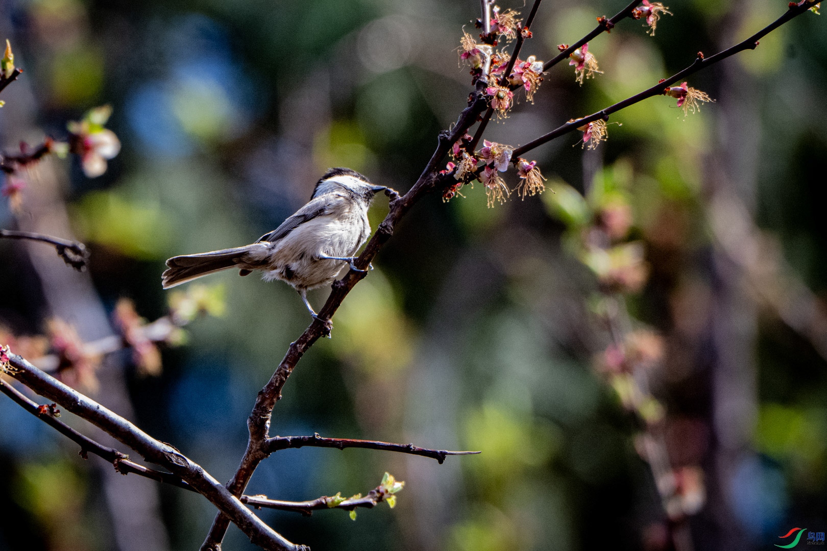 DSC_0963_2_1.jpg