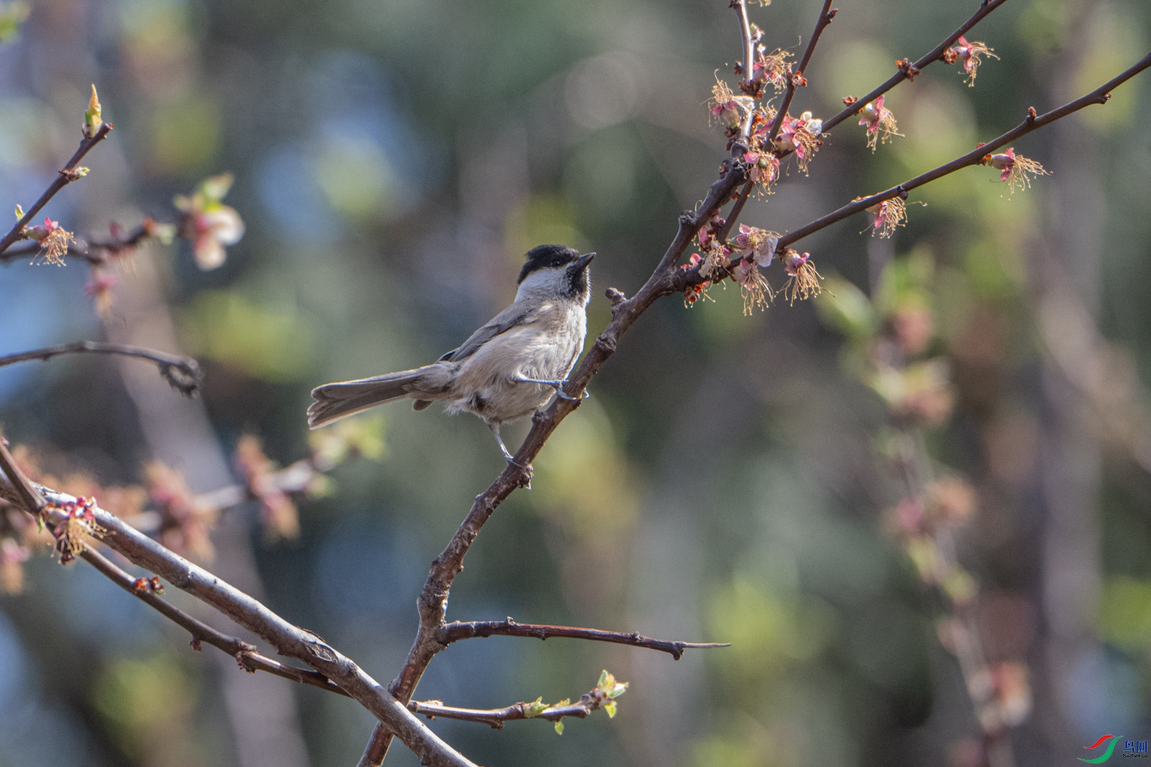 DSC_0962_1.jpg