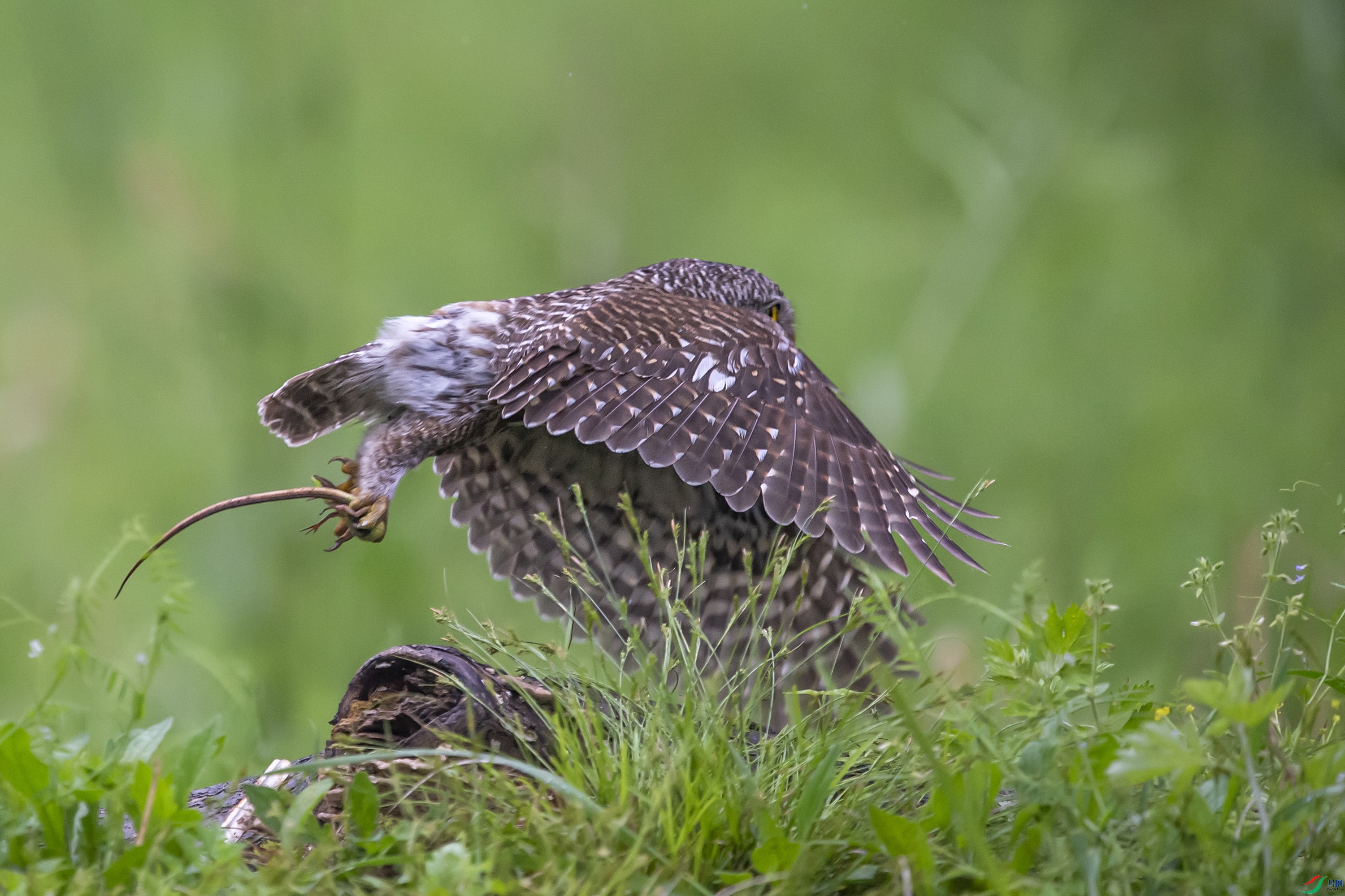 DSC_0988.jpg