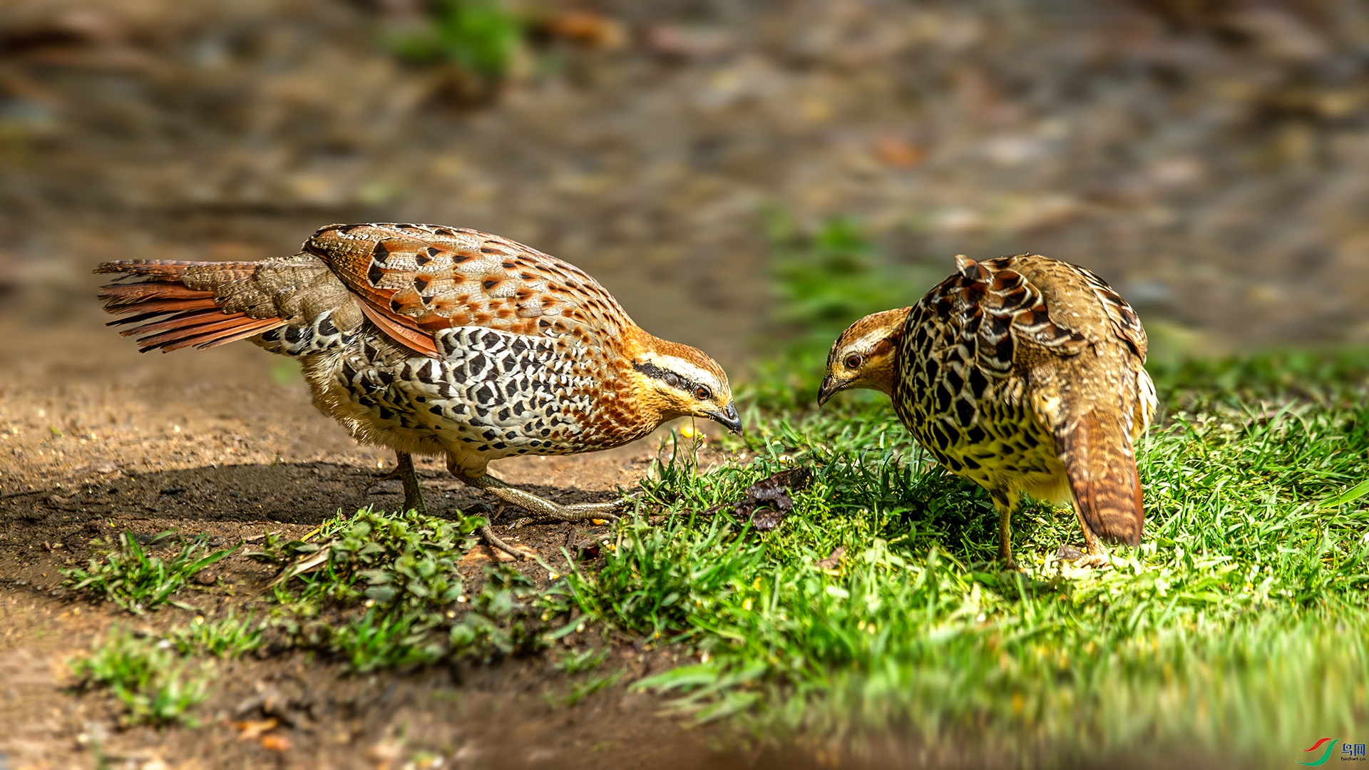 DSC_9094-����ǿ-NR.jpg