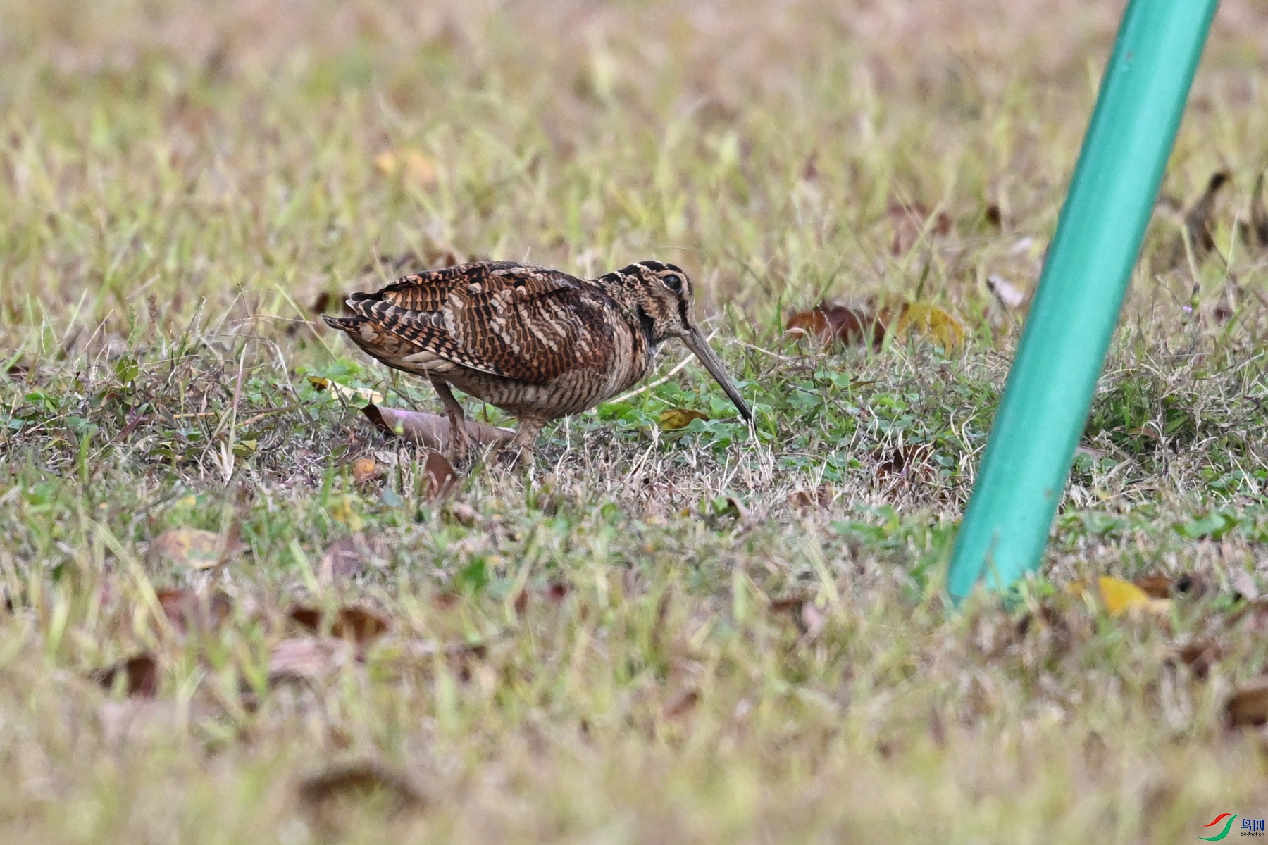 DSC_8476.JPG