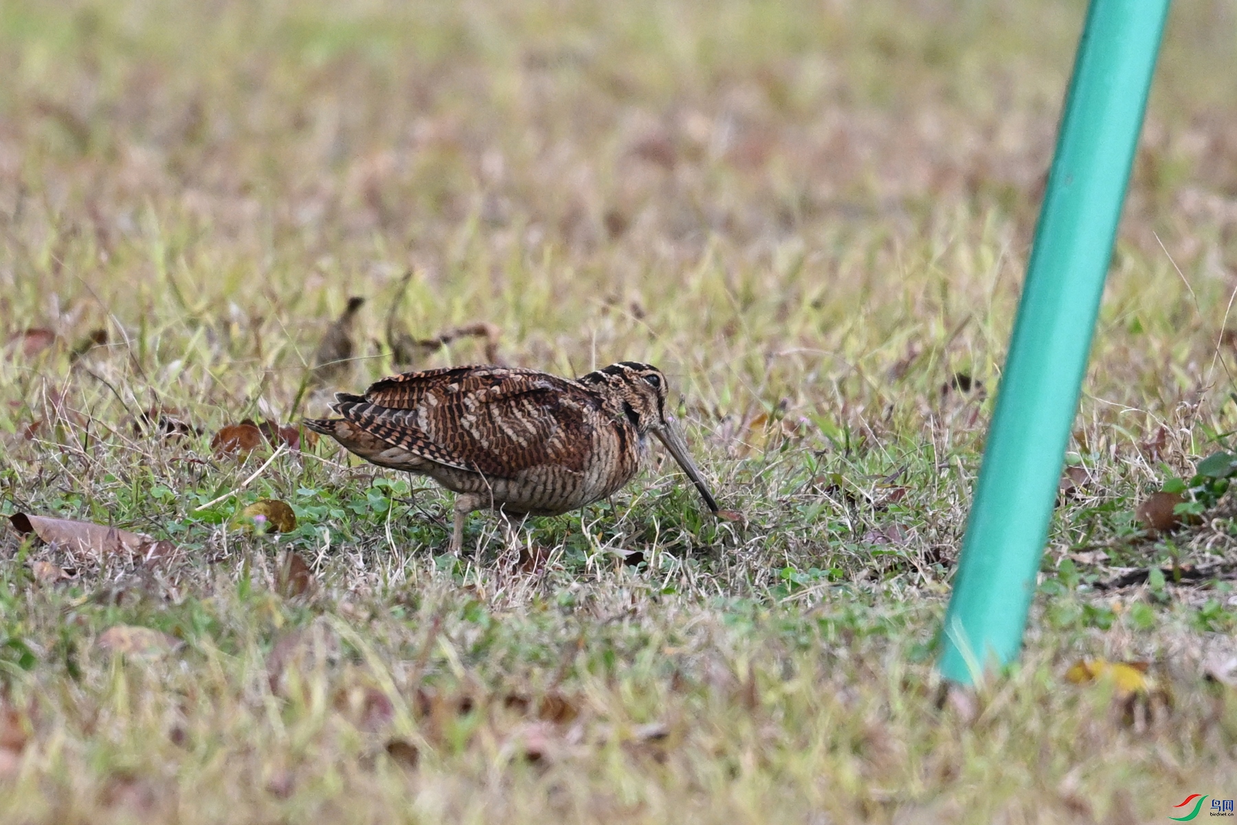 DSC_8478.JPG