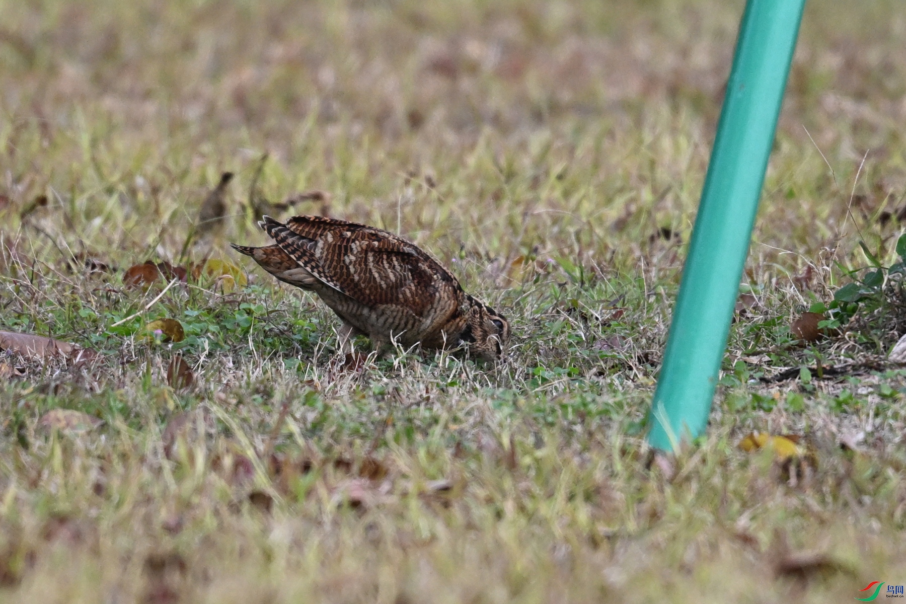 DSC_8481.JPG