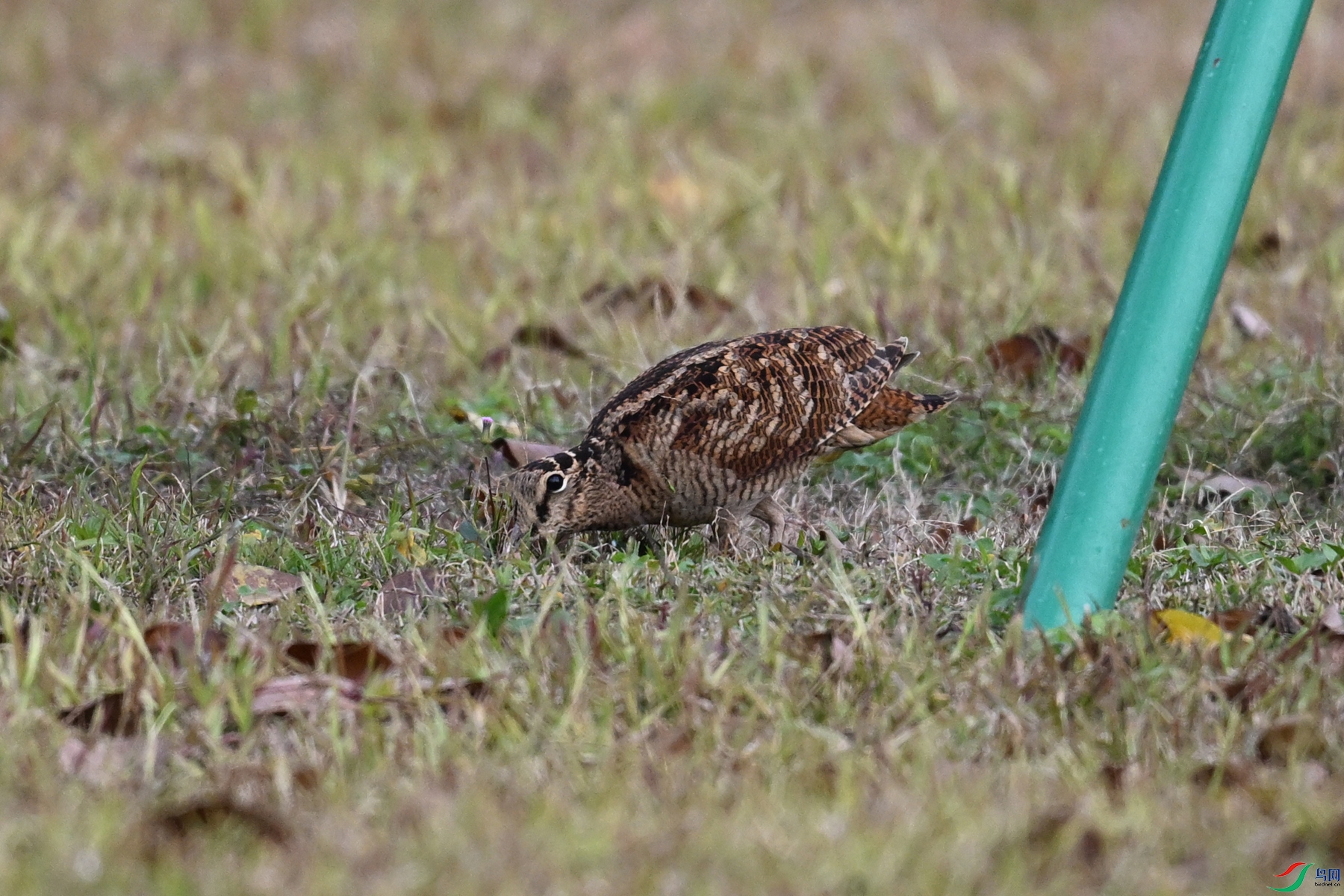 DSC_8453.JPG