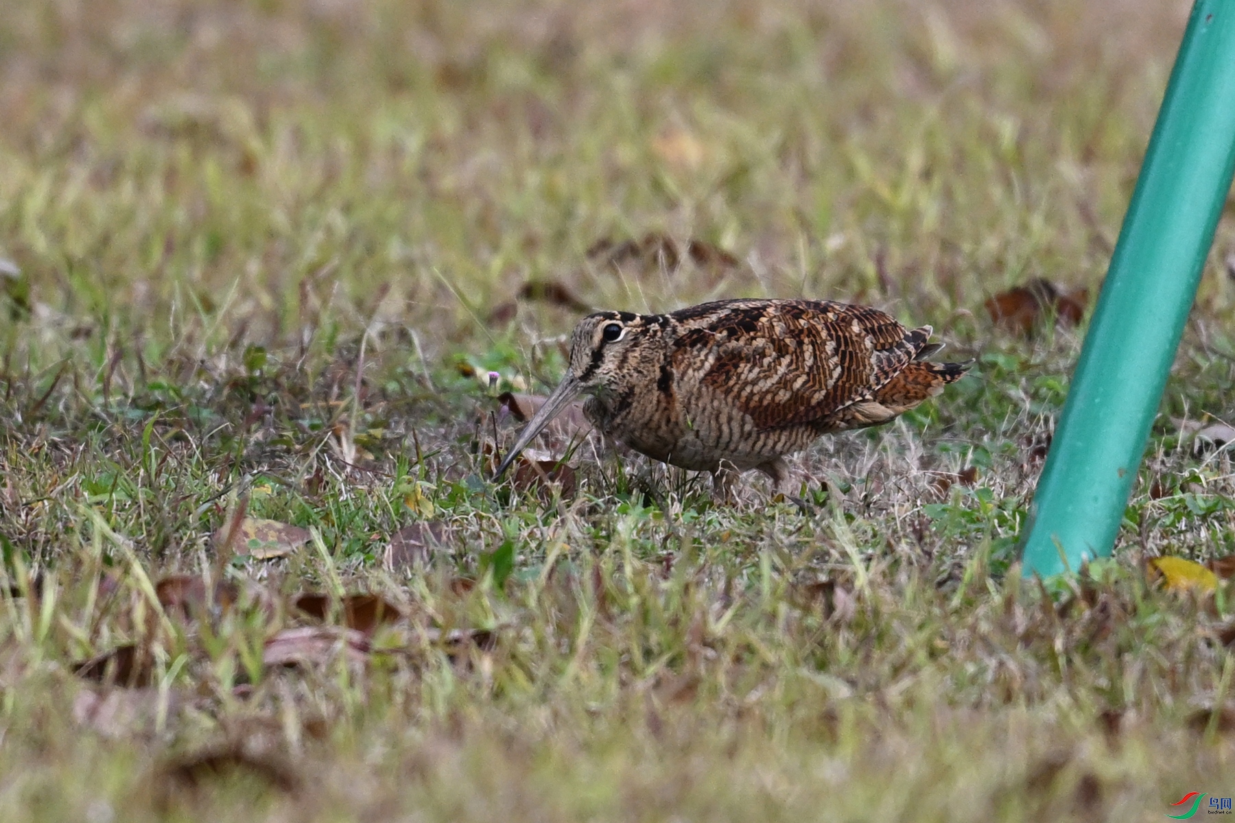 DSC_8456.JPG