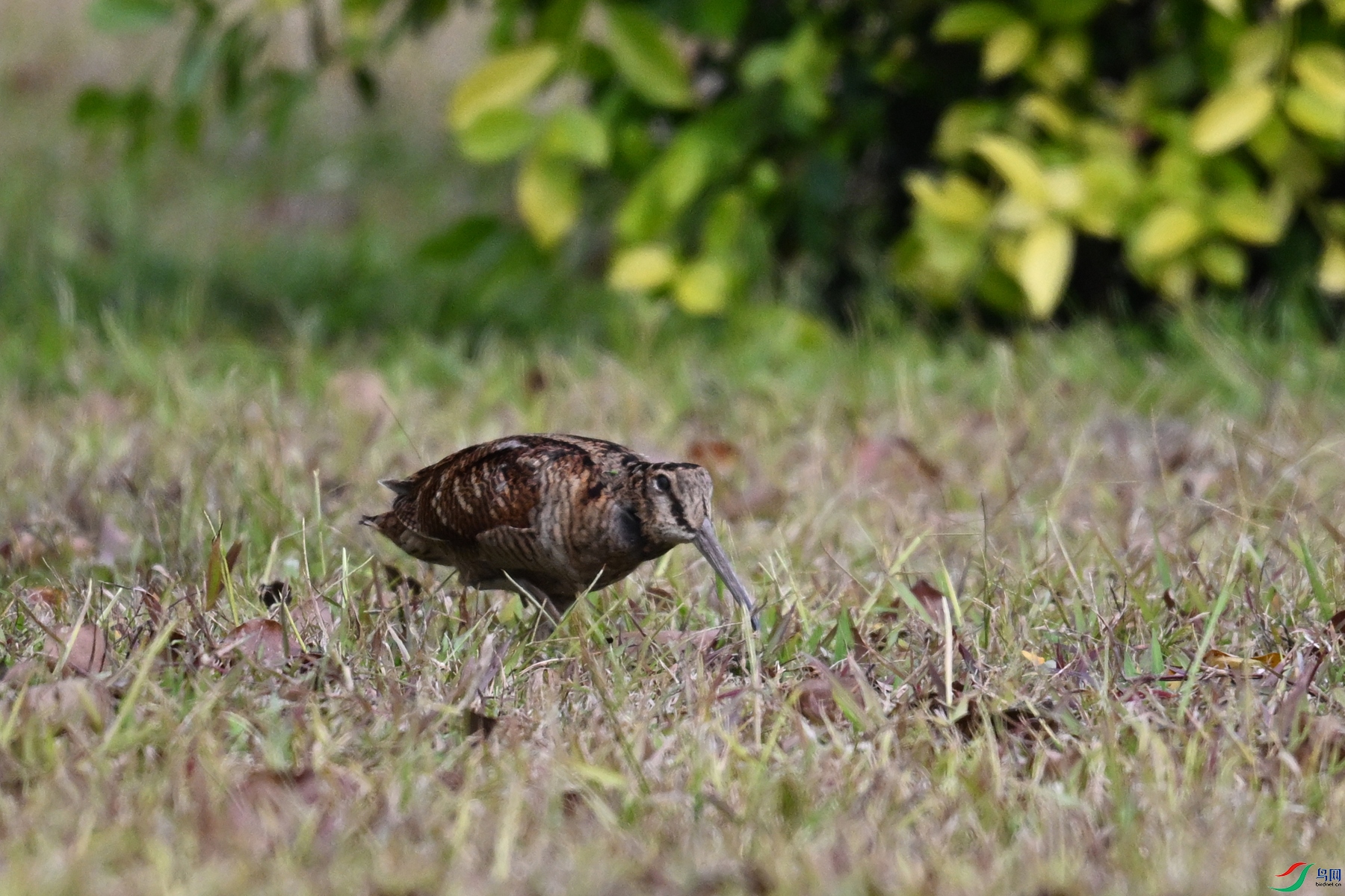 DSC_8423.JPG