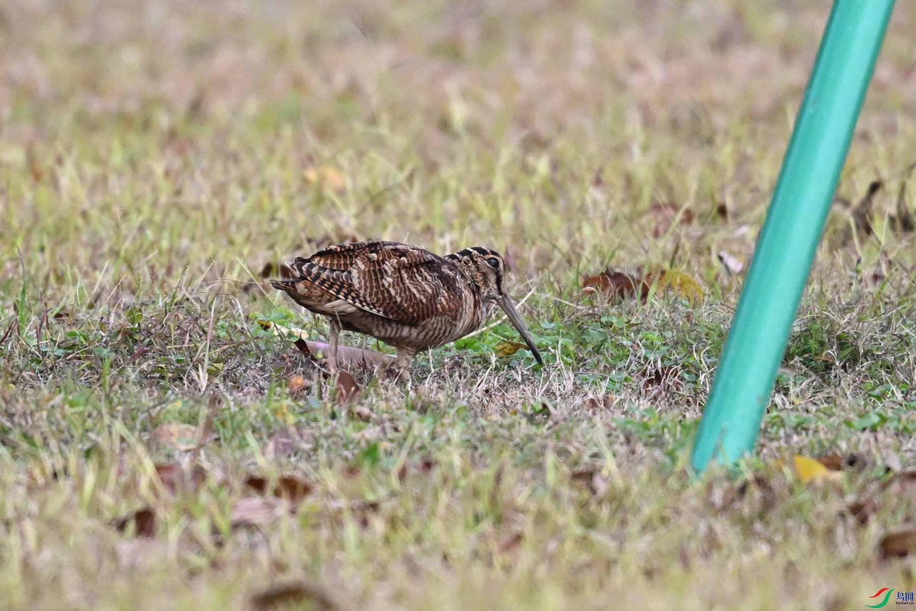 DSC_8475.JPG