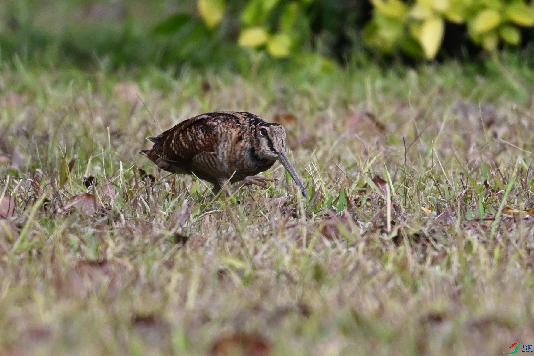 DSC_8424.JPG