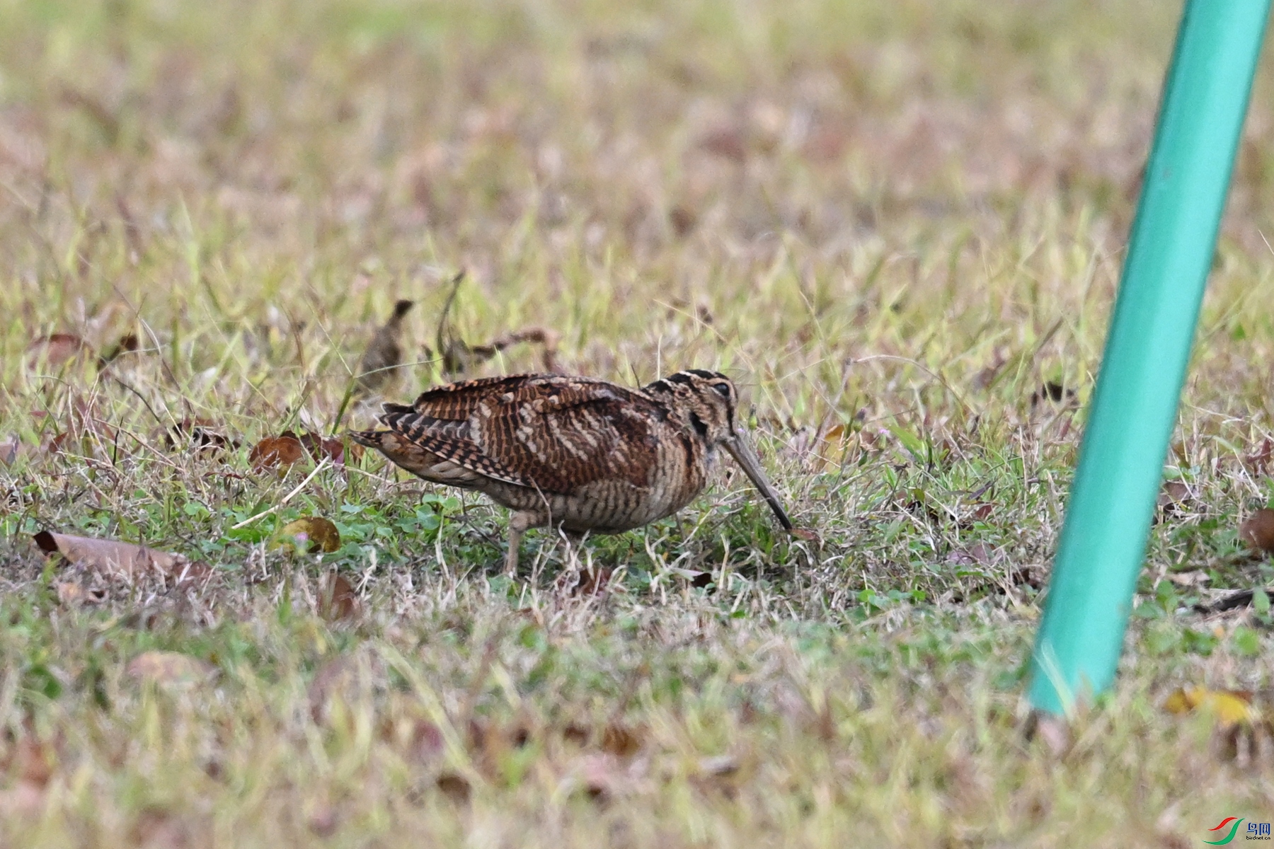 DSC_8479.JPG