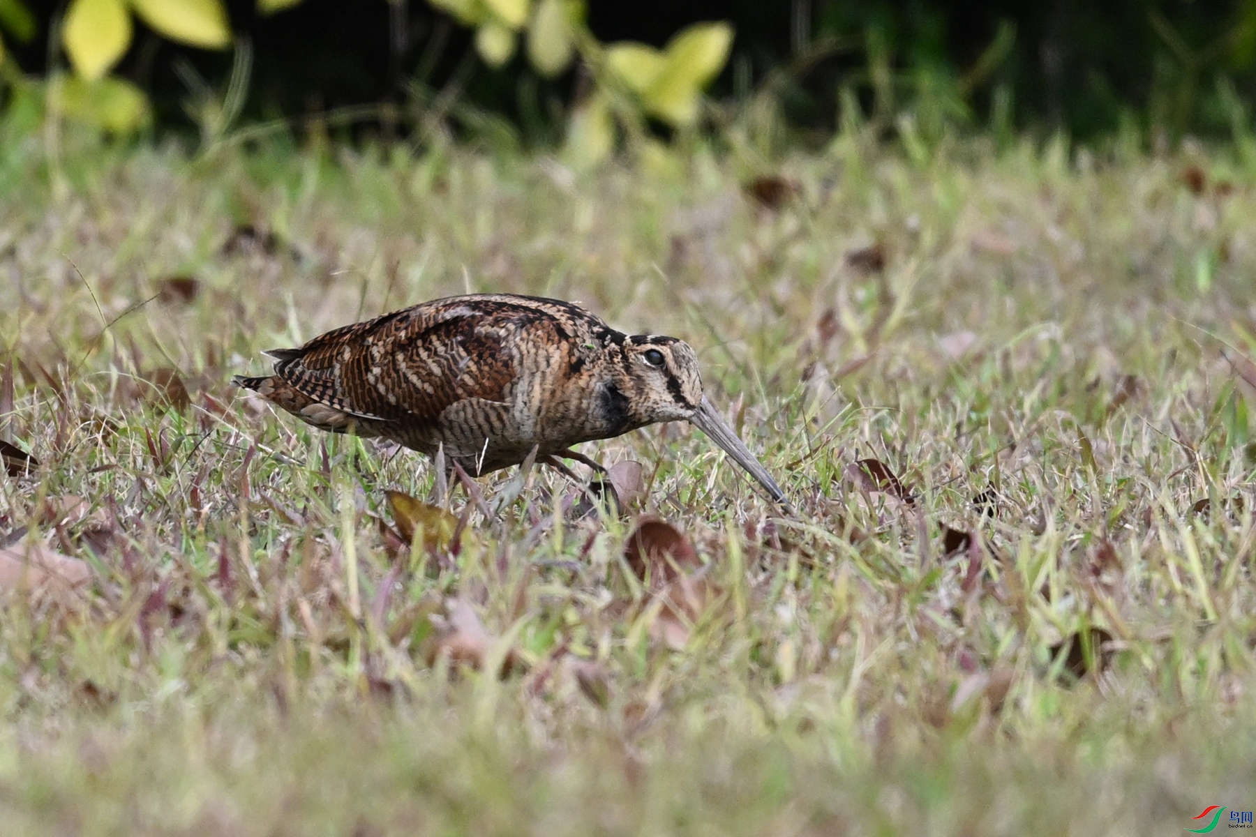 DSC_8431.JPG