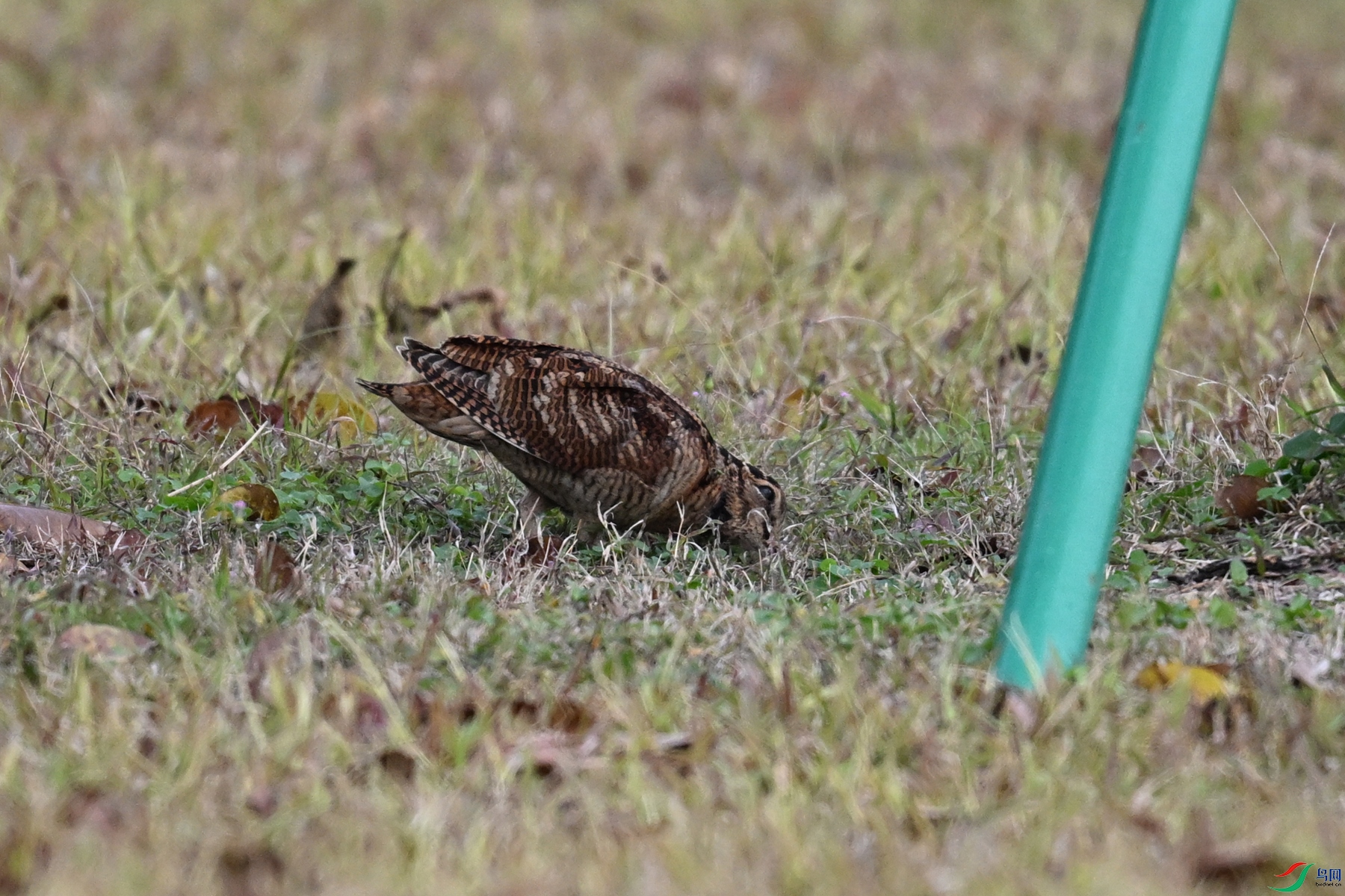 DSC_8483.JPG