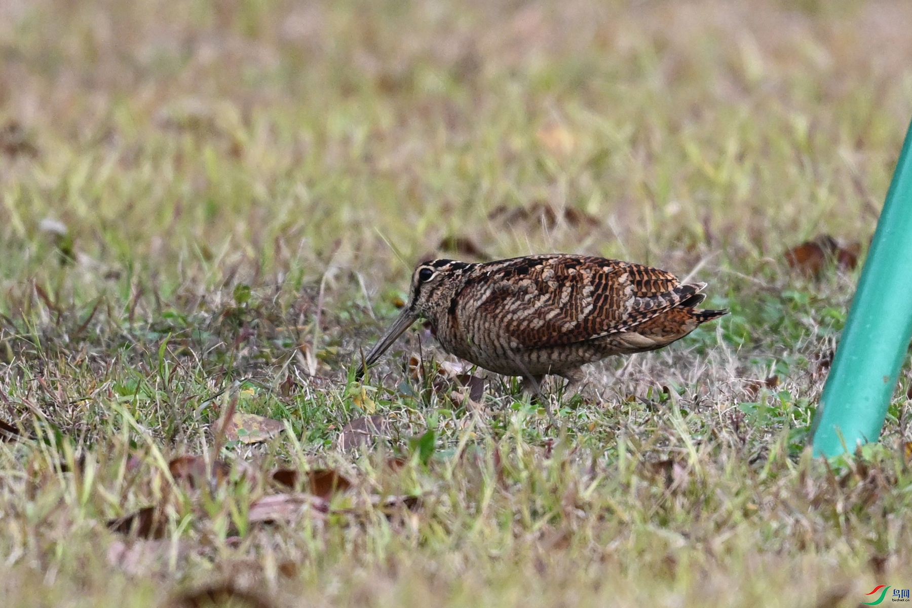 DSC_8460.JPG