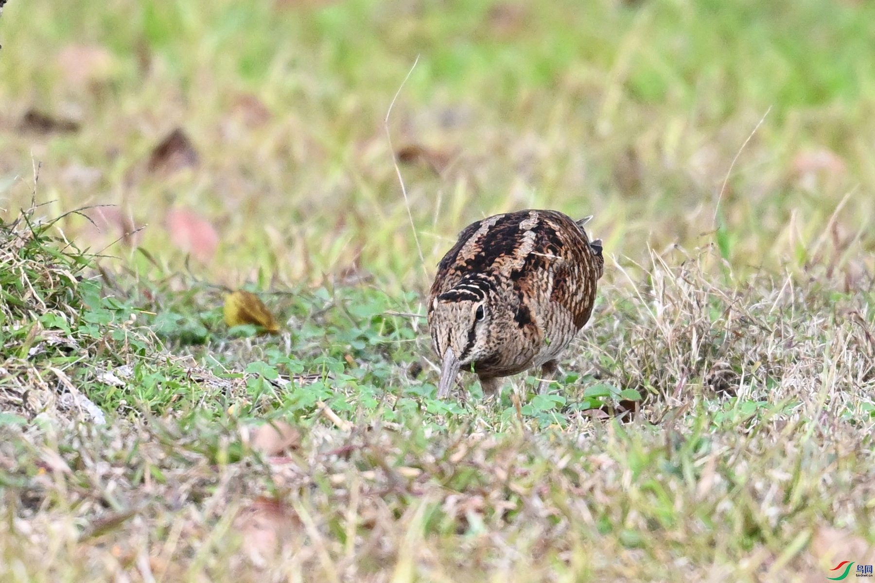 DSC_8487.JPG