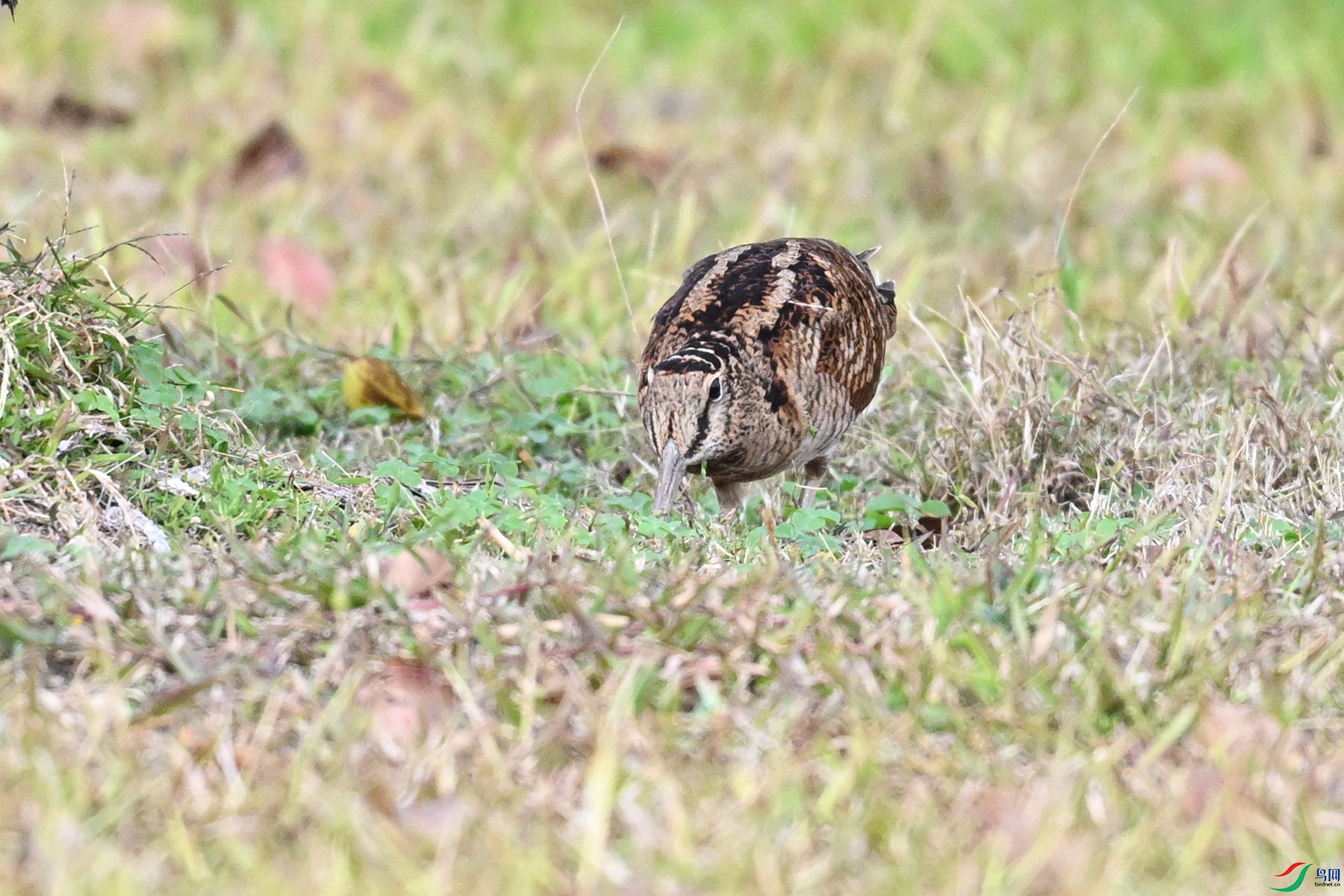 DSC_8485.JPG